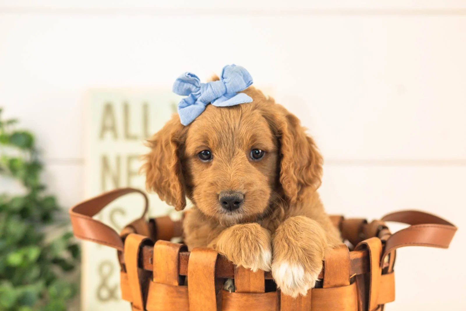 Odessa goldendoodle for sale(3).jpg