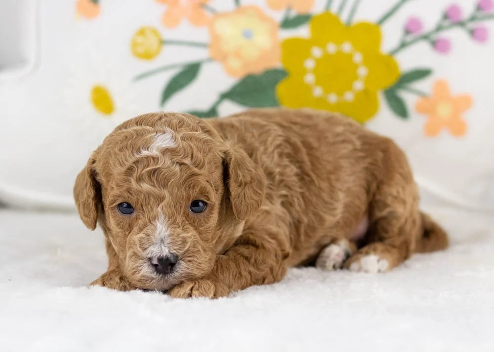miles goldendoodle for sale(3).jpg