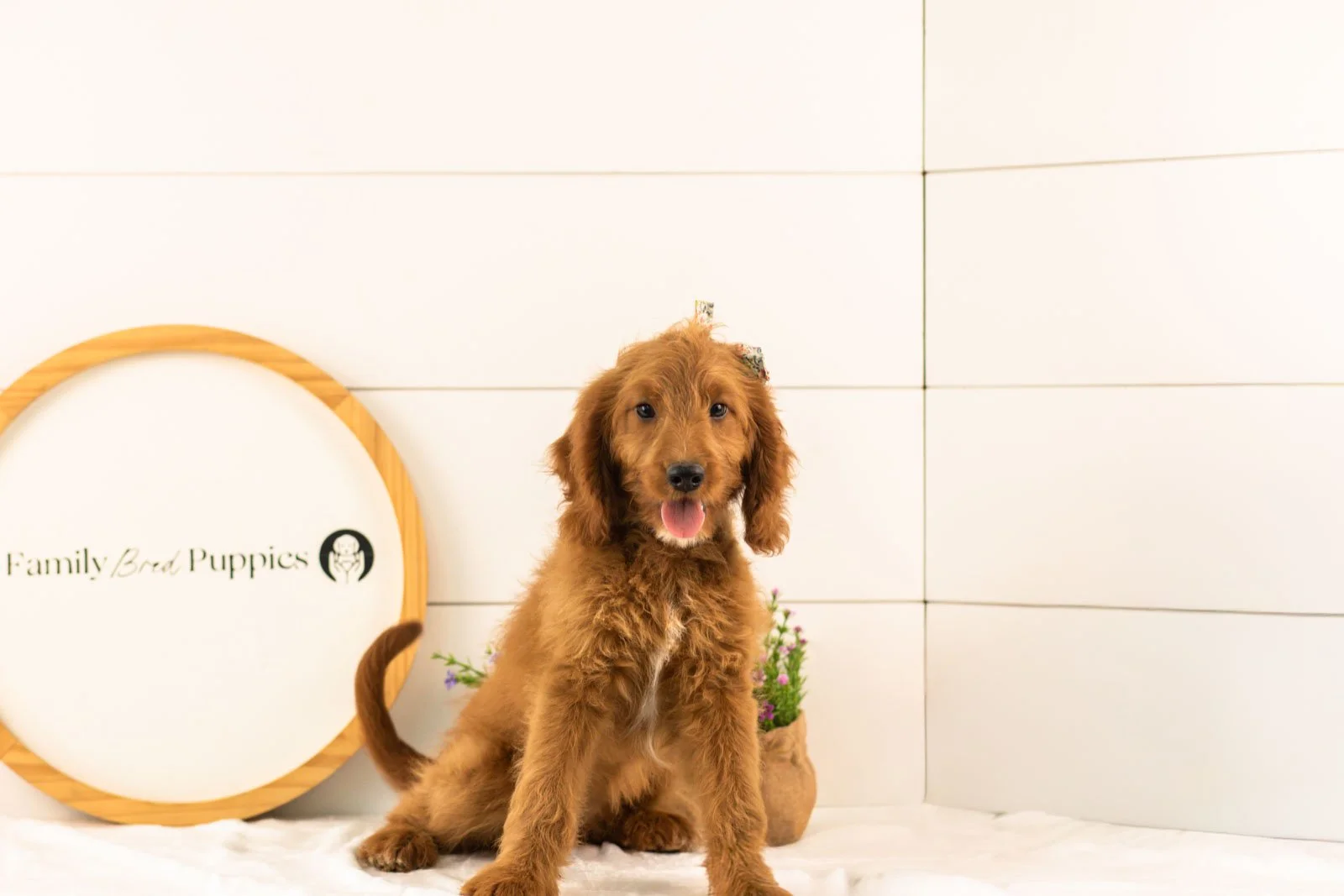 Eliza goldendoodle for sale(1).jpg