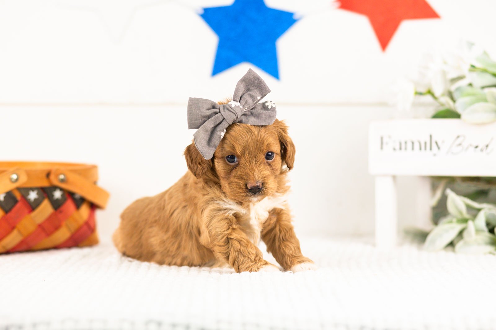 shari goldendoodle for sale(2).jpg