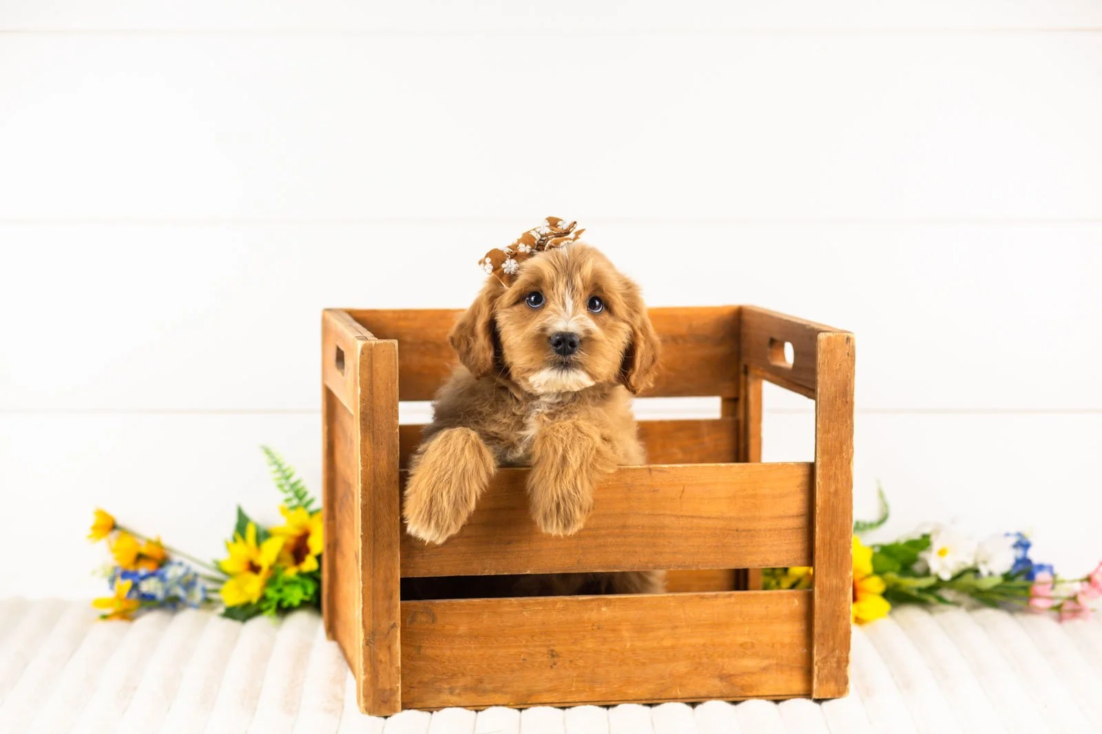 Phoebe goldendoodle for sale(4).jpg
