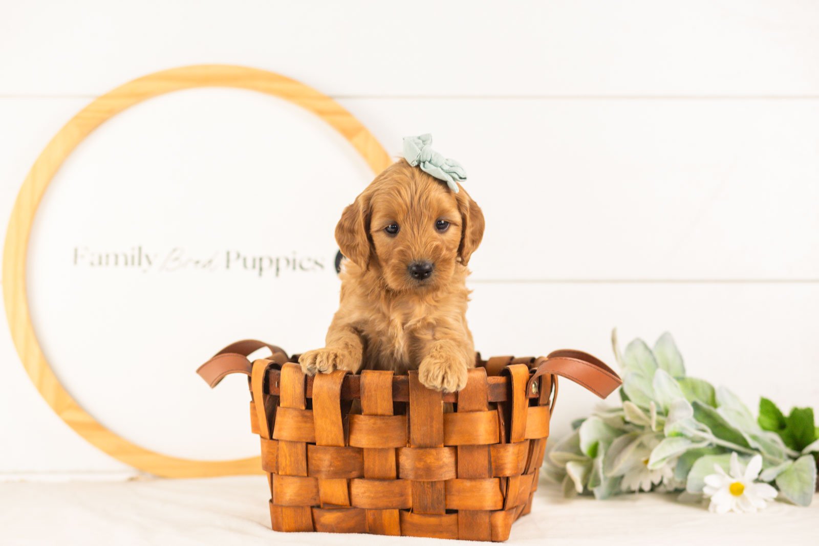 Seqoia goldendoodle for sale.jpg
