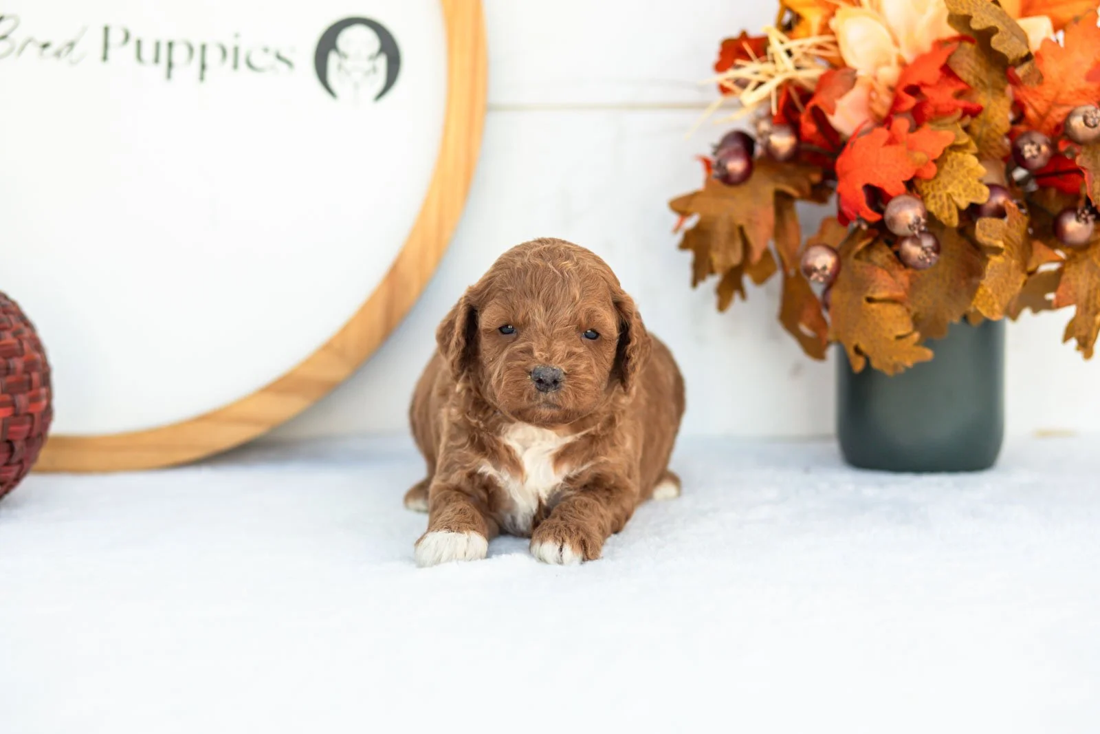 Caroline goldendoodle for sale 3.jpg