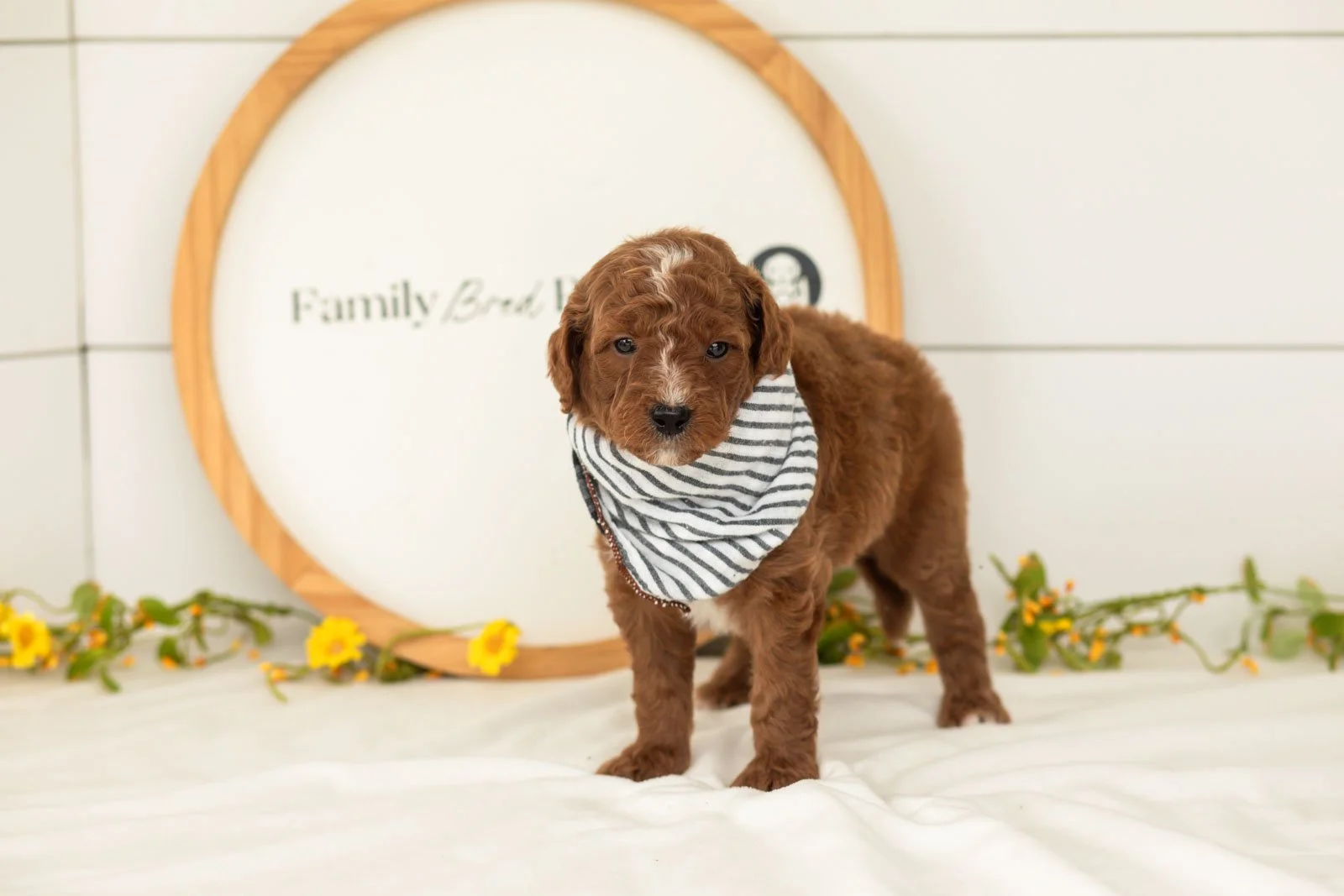 Pika goldendoodle for sale.jpg