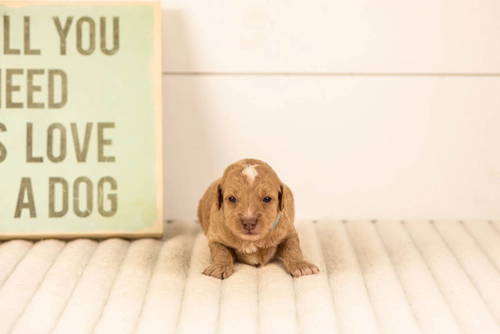 Scarlett goldendoodle for sale(1).jpg