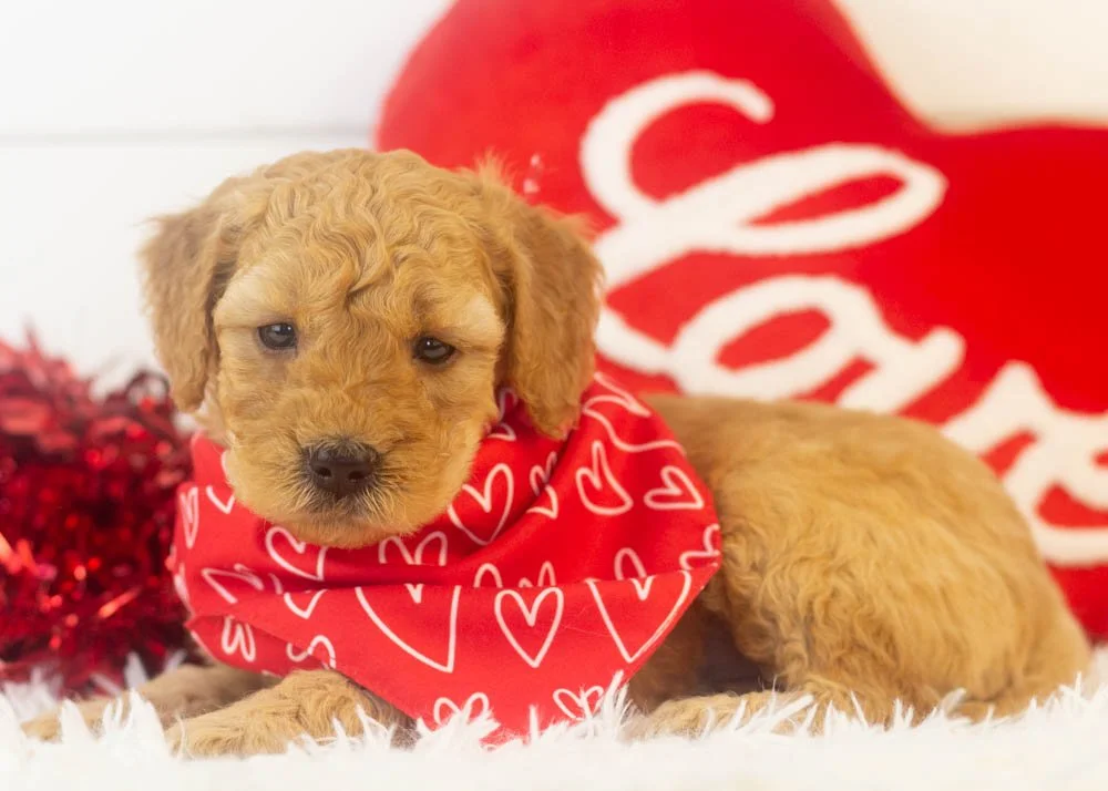 Romeo goldendoodle for sale(3).jpg