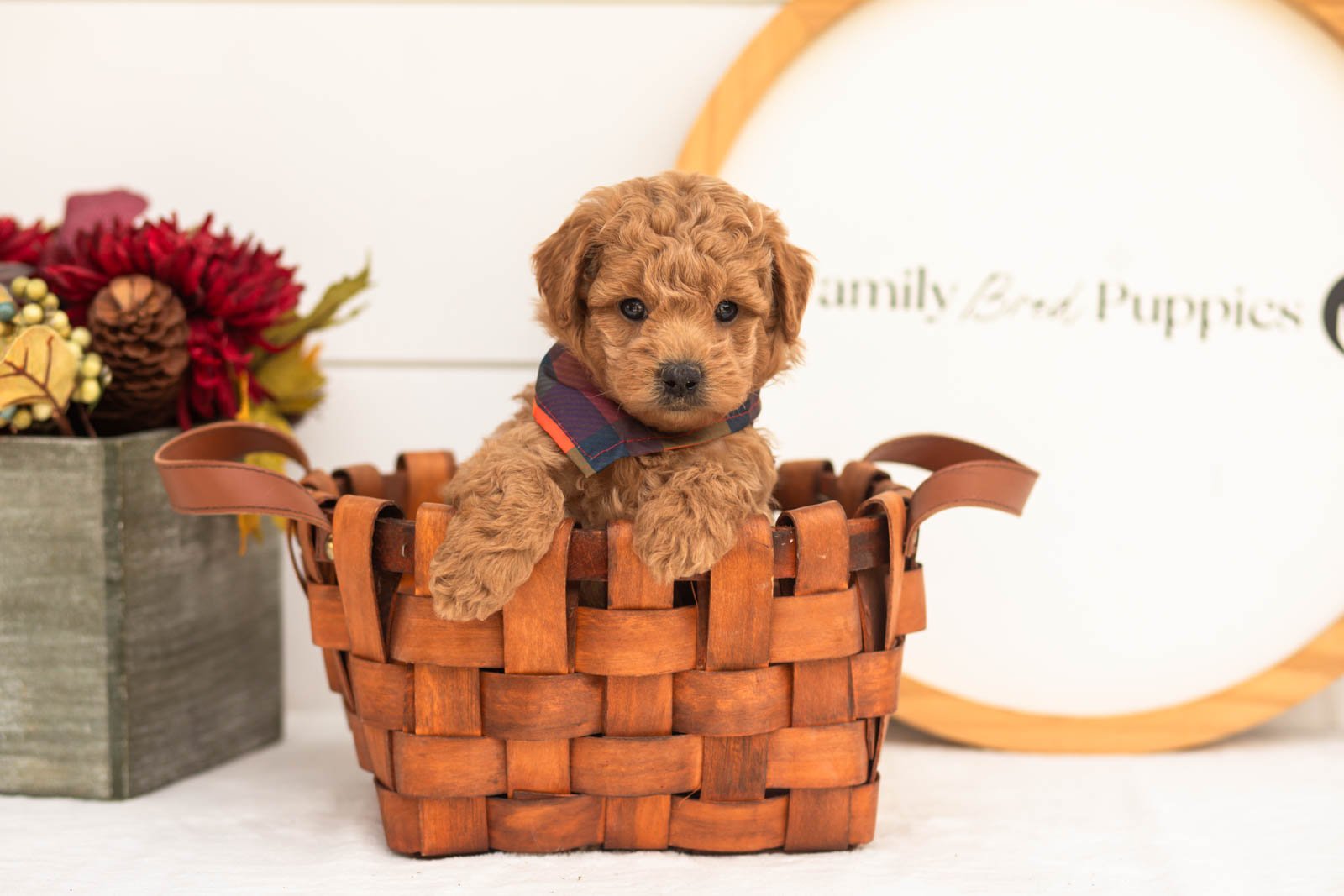 Bumble goldendoodle for sale.jpg