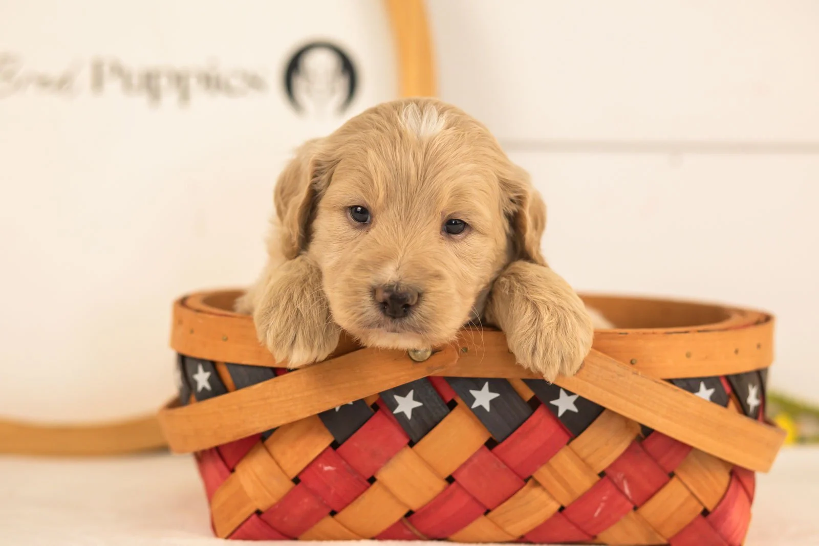 Larry goldendoodle for sale(2).jpg