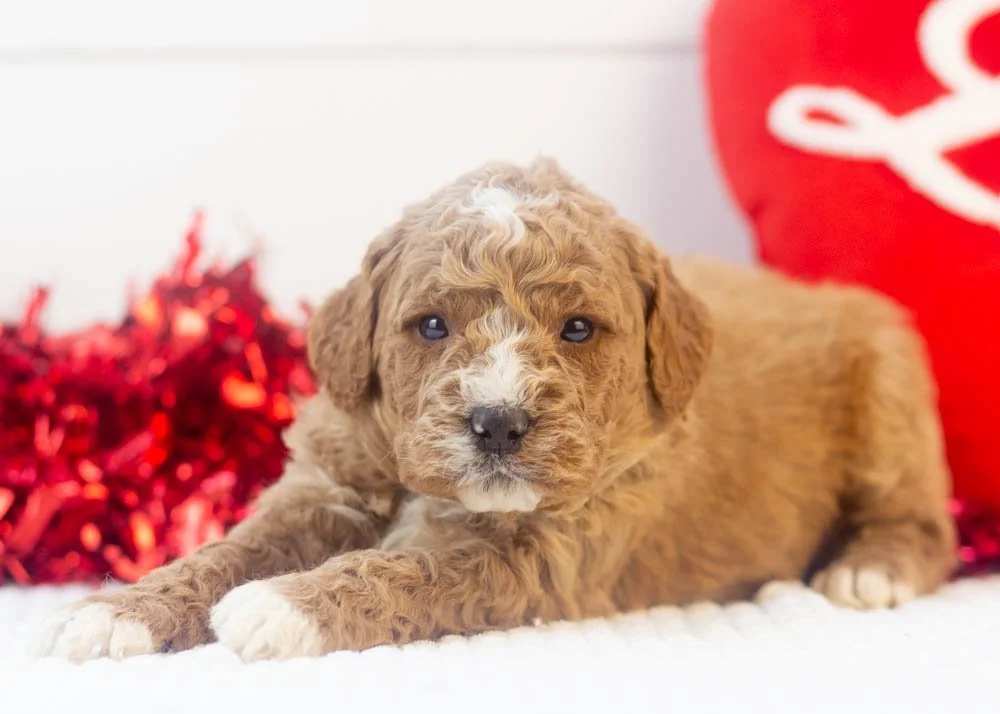 Breeze goldendoodle for sale..jpg