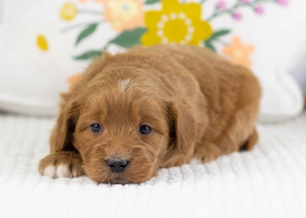 chanel goldendoodle for sale(3).jpg