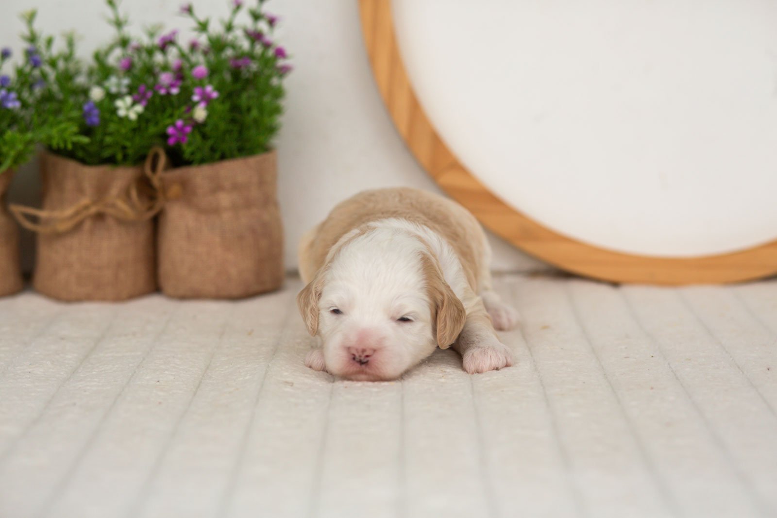 Flash goldendoodle for sale(1).jpg
