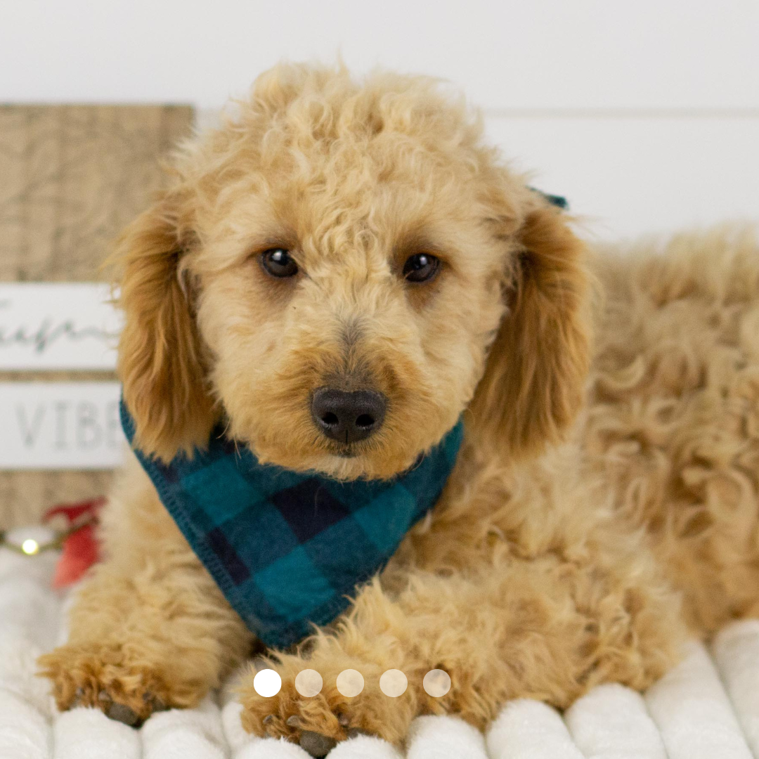 Copy of FBP Design.png