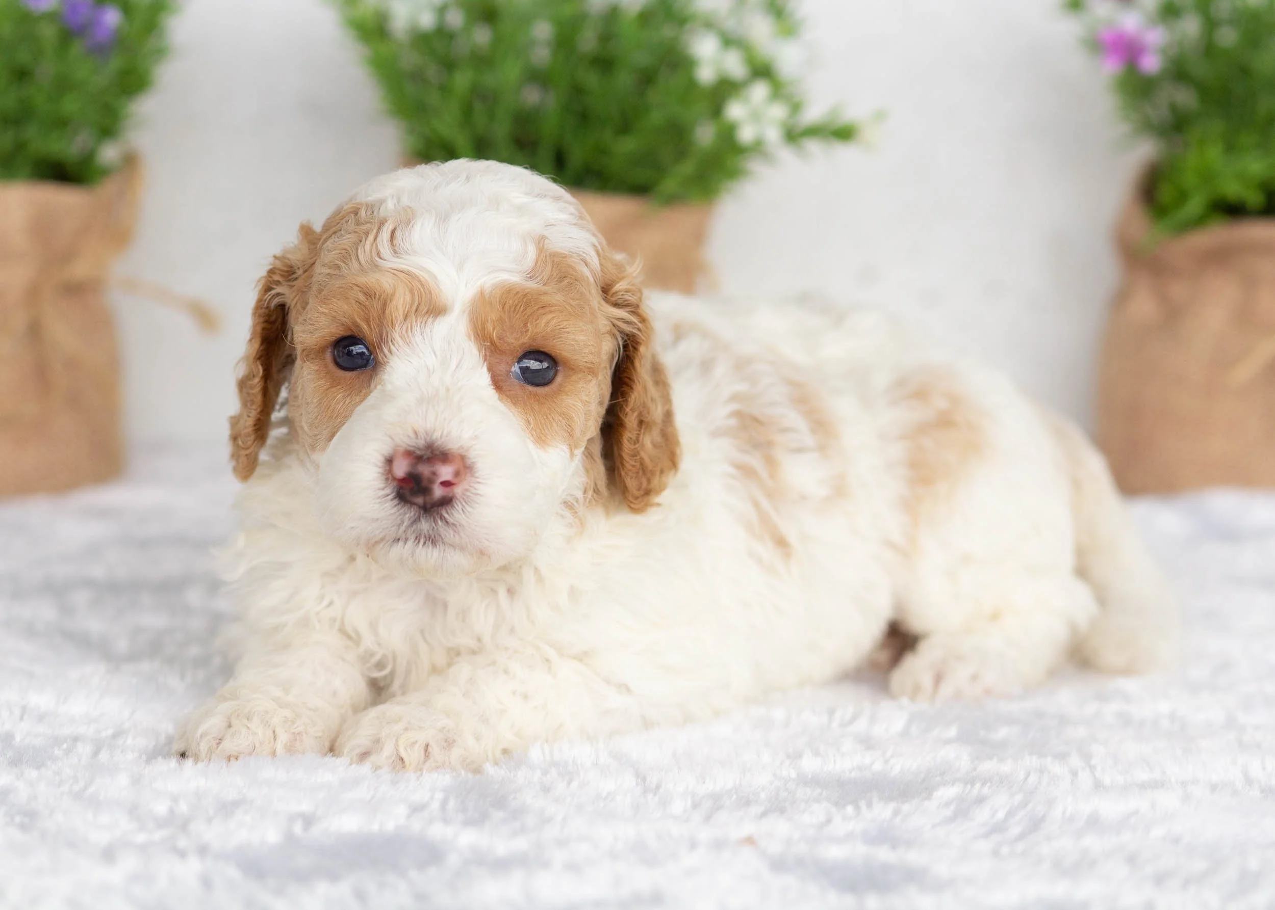 Hallie Goldendoodle For Sale(1).jpg