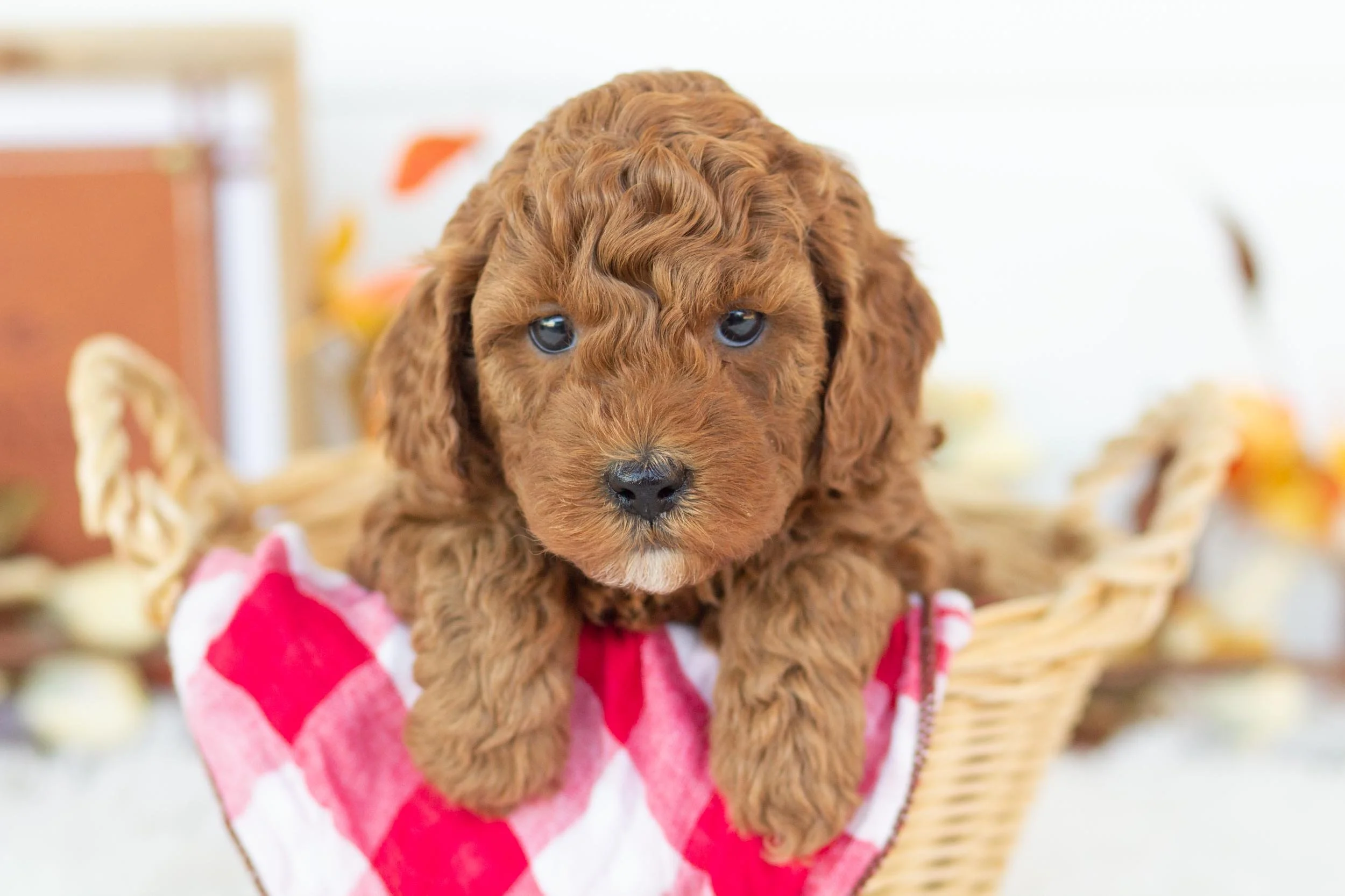 cargo goldendoodle for sale(3).jpg
