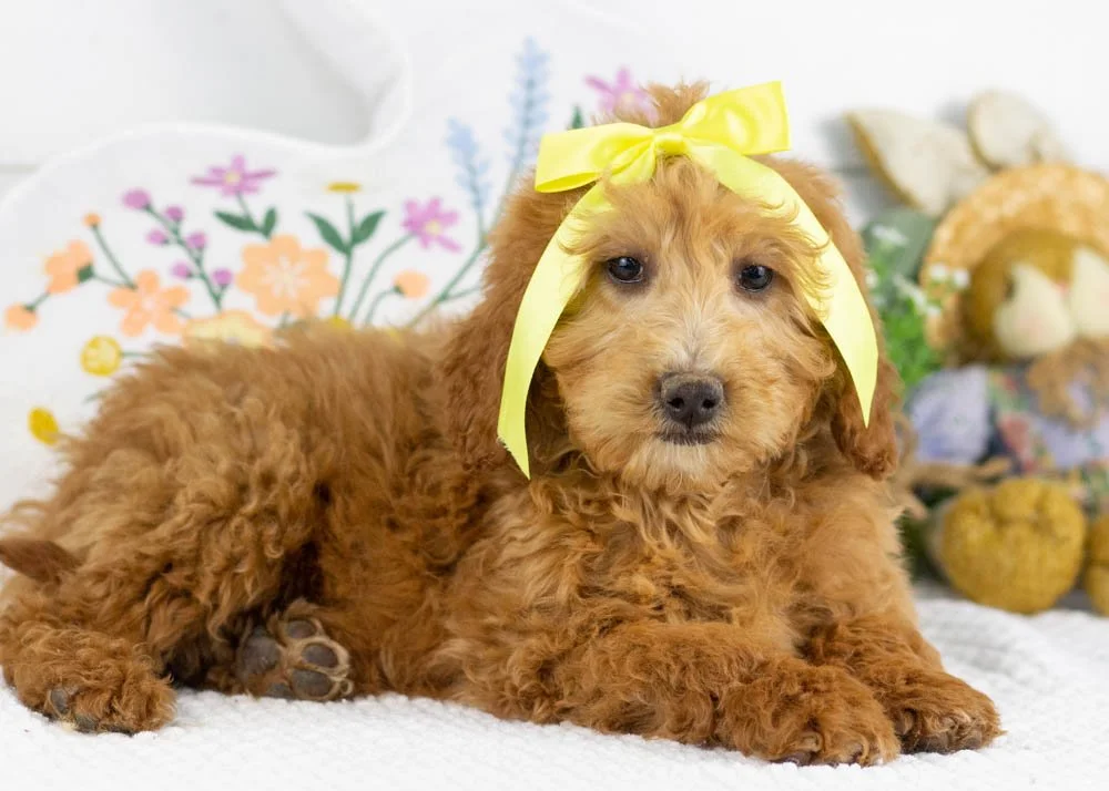 lillian goldendoodle for sale.jpg