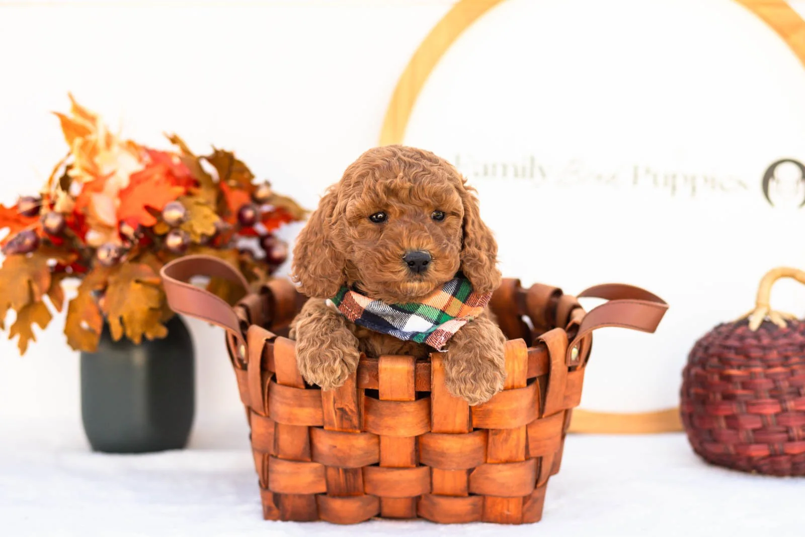 Elijah goldendoodle for sale 1.jpg