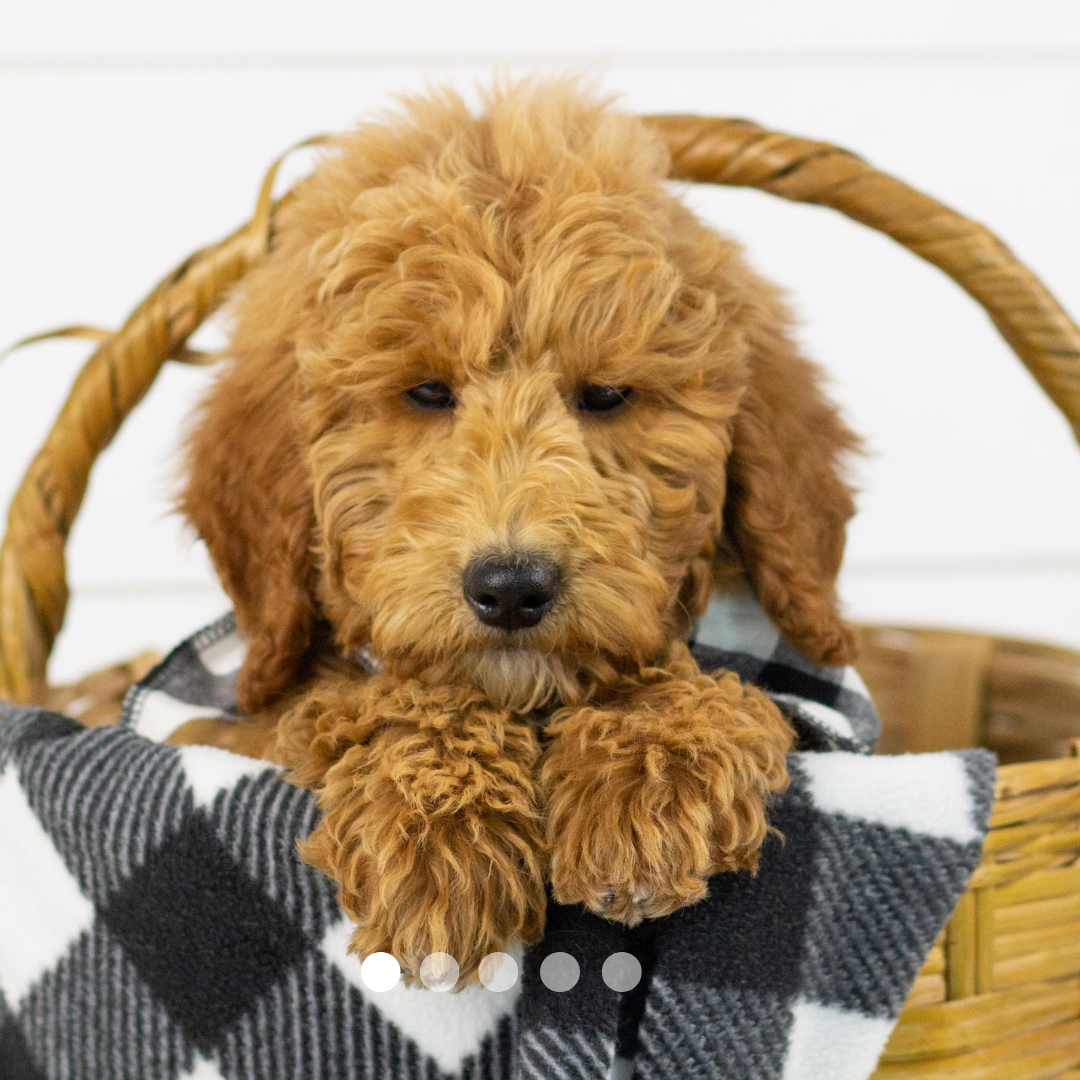 Copy of FBP Design.png