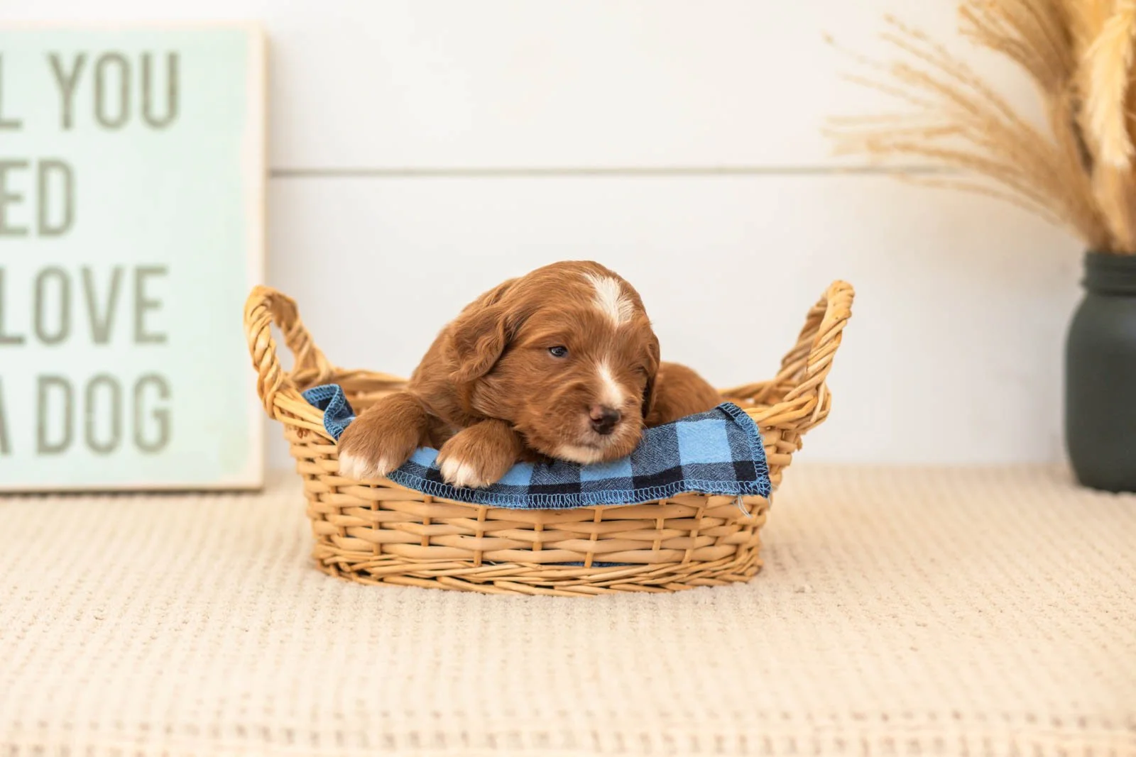 Beau goldendoodle for sale(2).jpg