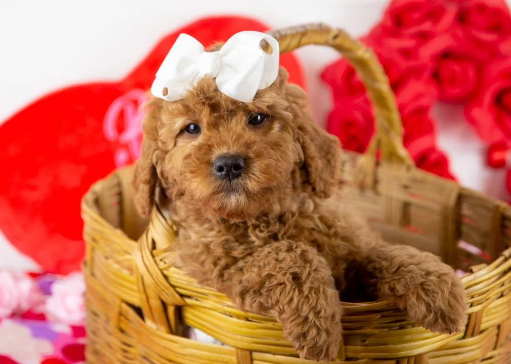 ava goldendoodle for sale(1).jpg