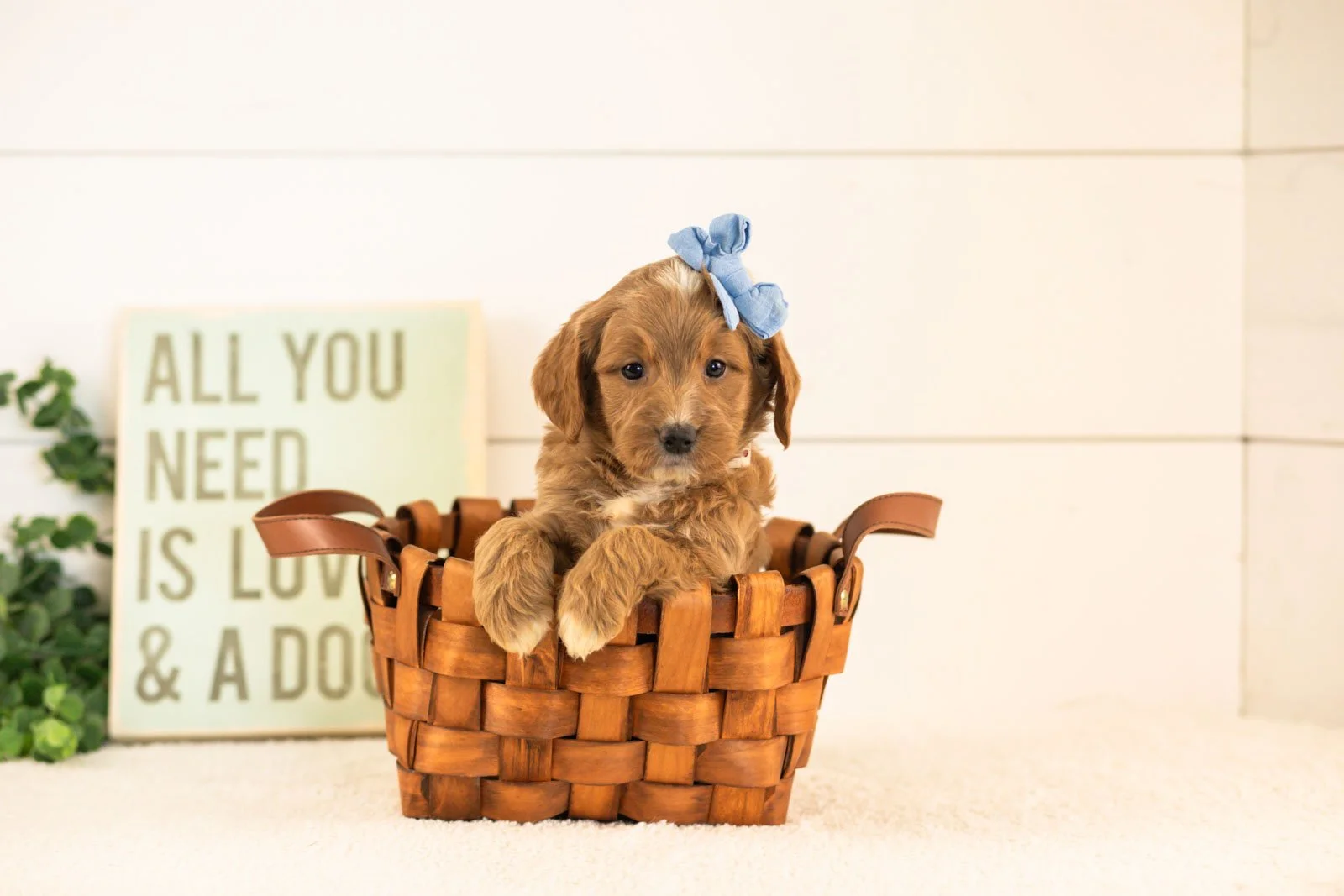 Veah goldendoodle for sale(4).jpg
