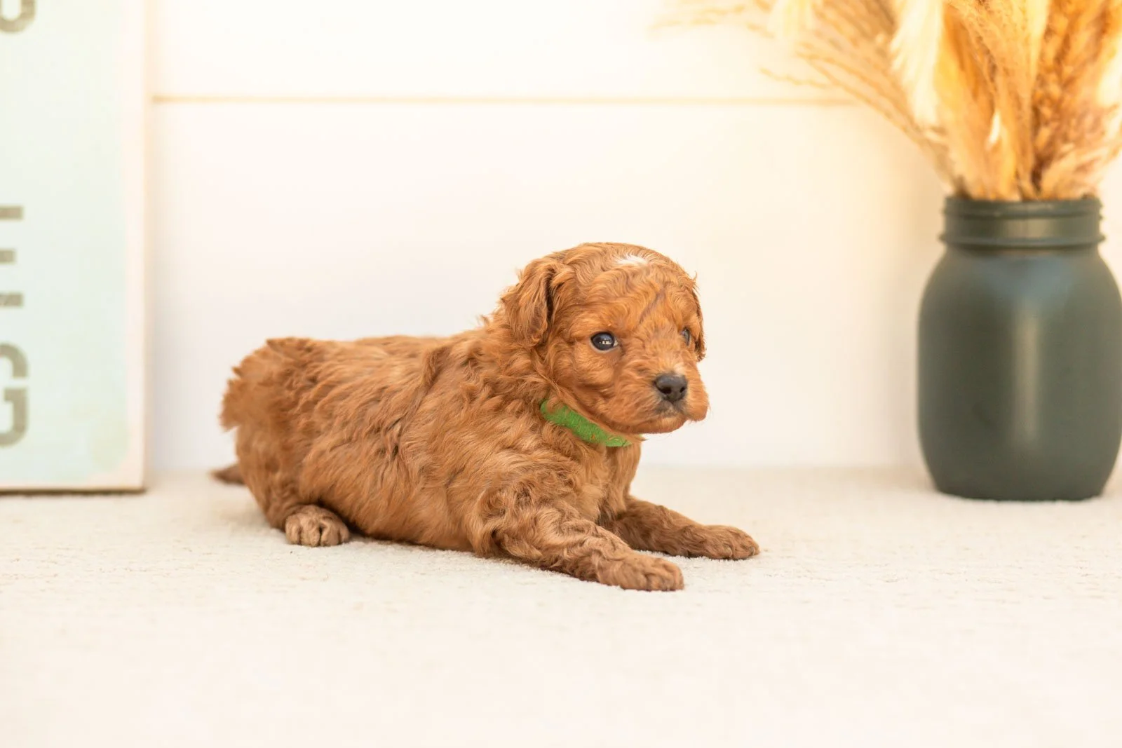 Firefly goldendoodle for sale(2).jpg