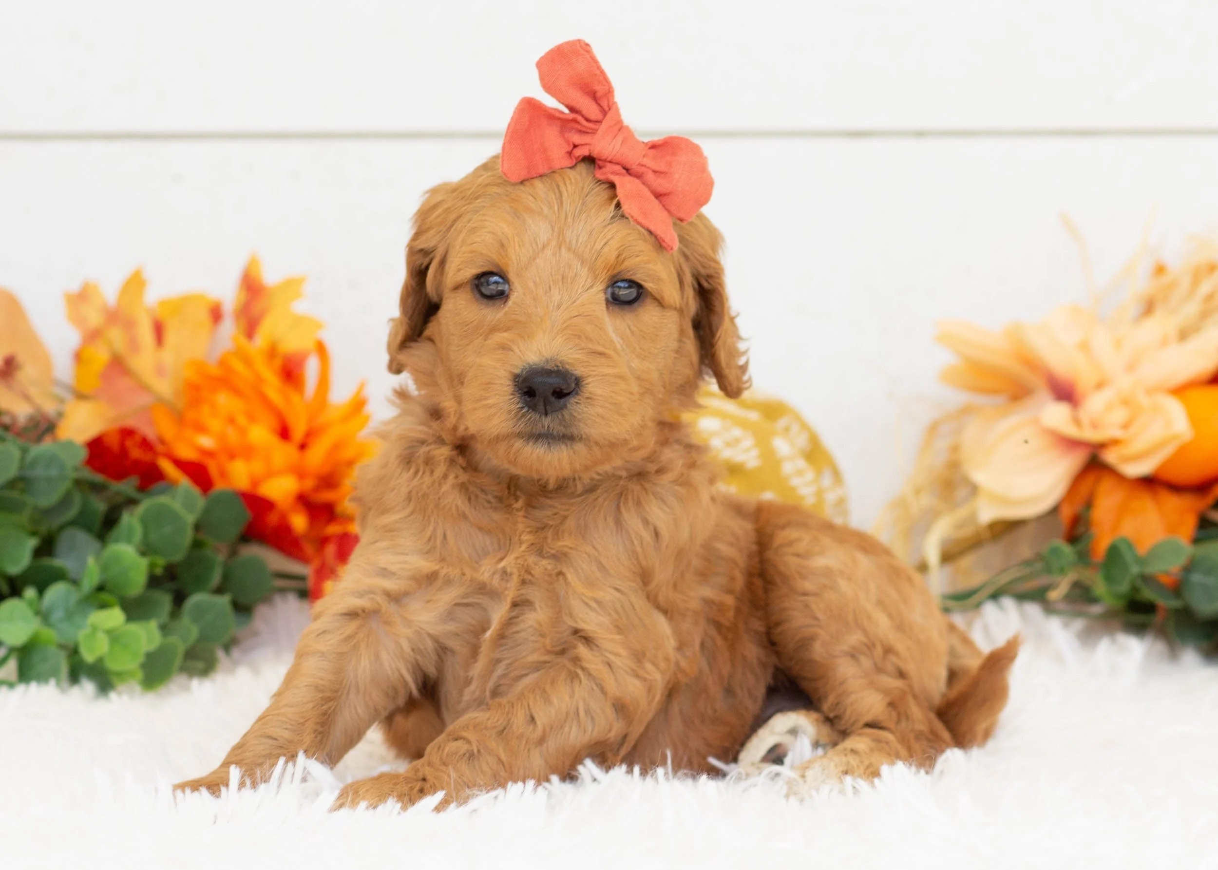 Pebbles goldendoodle for sale(2).jpg