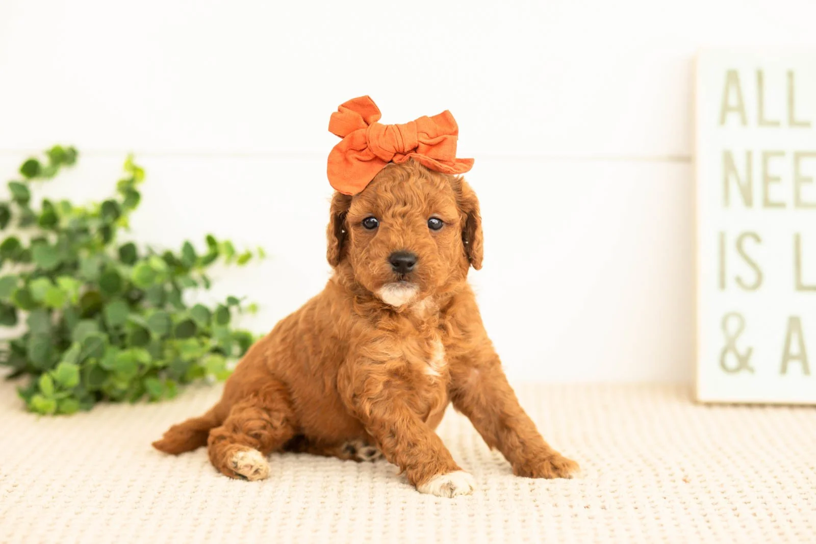 Chiffon goldendoodle for sale(1).jpg