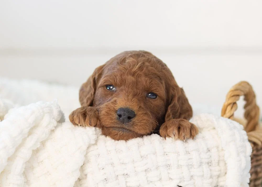 Mrs.Claus goldendoodle for sale.jpg