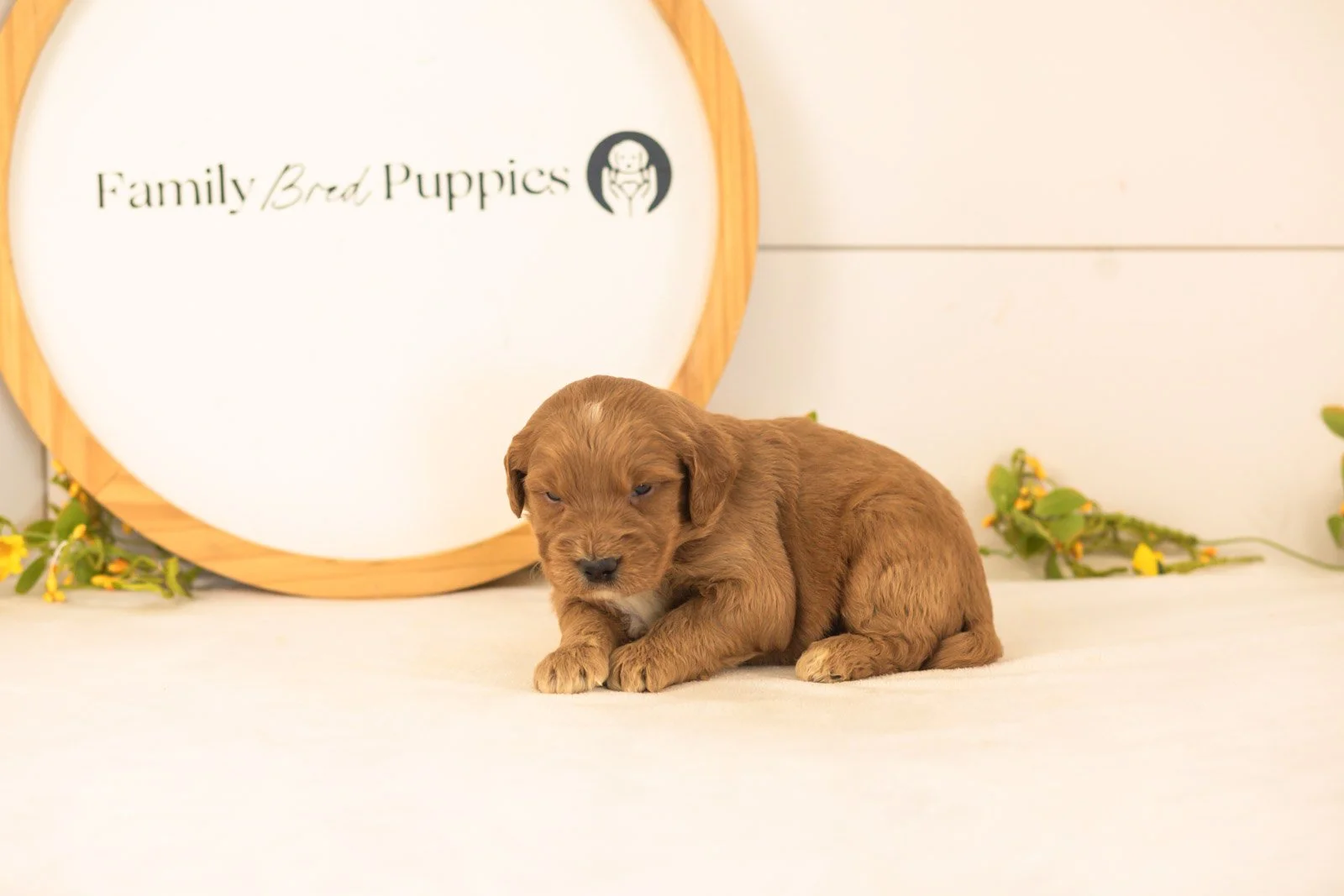 Cooper goldendoodle for sale(1).jpg