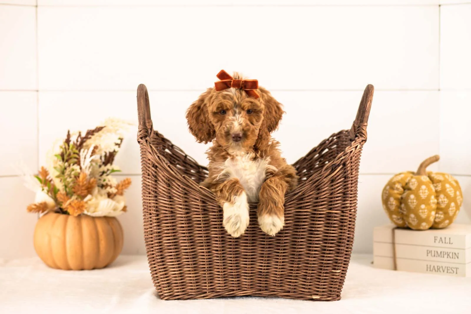 Tatra goldendoodle for sale 1.jpg