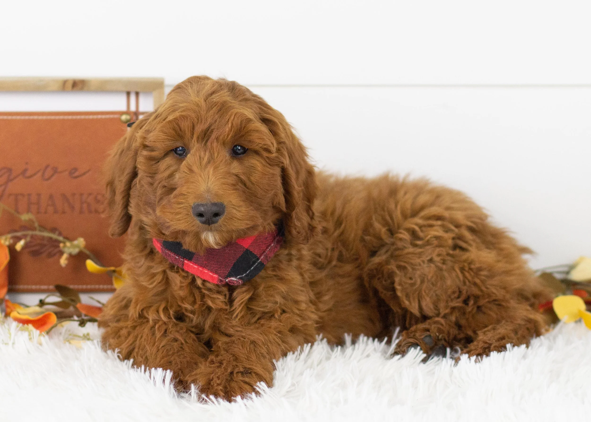 Griffin goldendoodle for sale(3).jpg