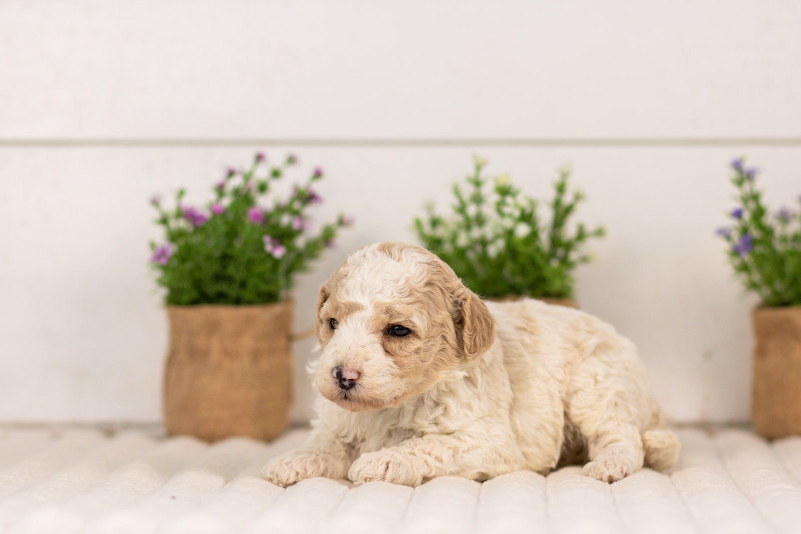 Dolly goldendoodle for sale(2).jpg