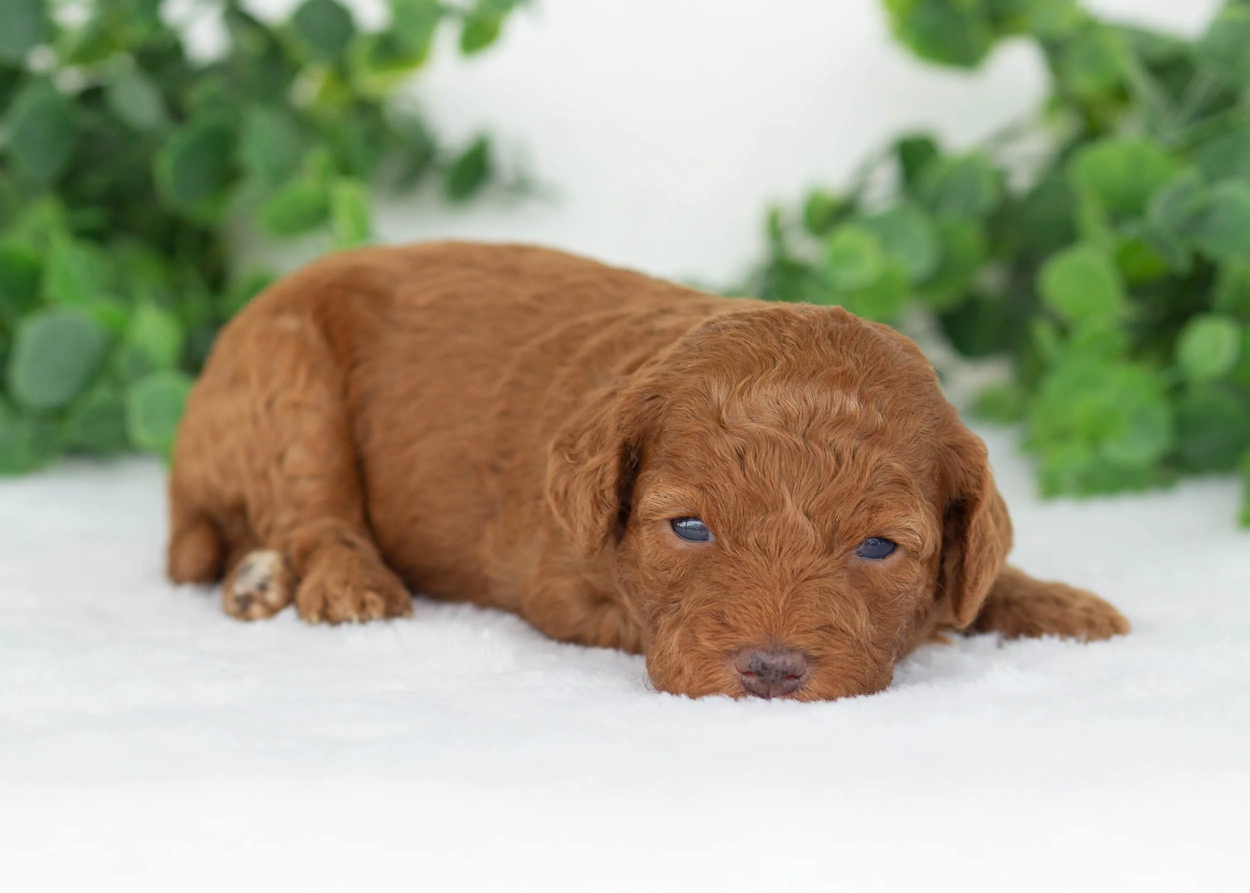 Charlotte goldendoodle for sale.(2).jpg