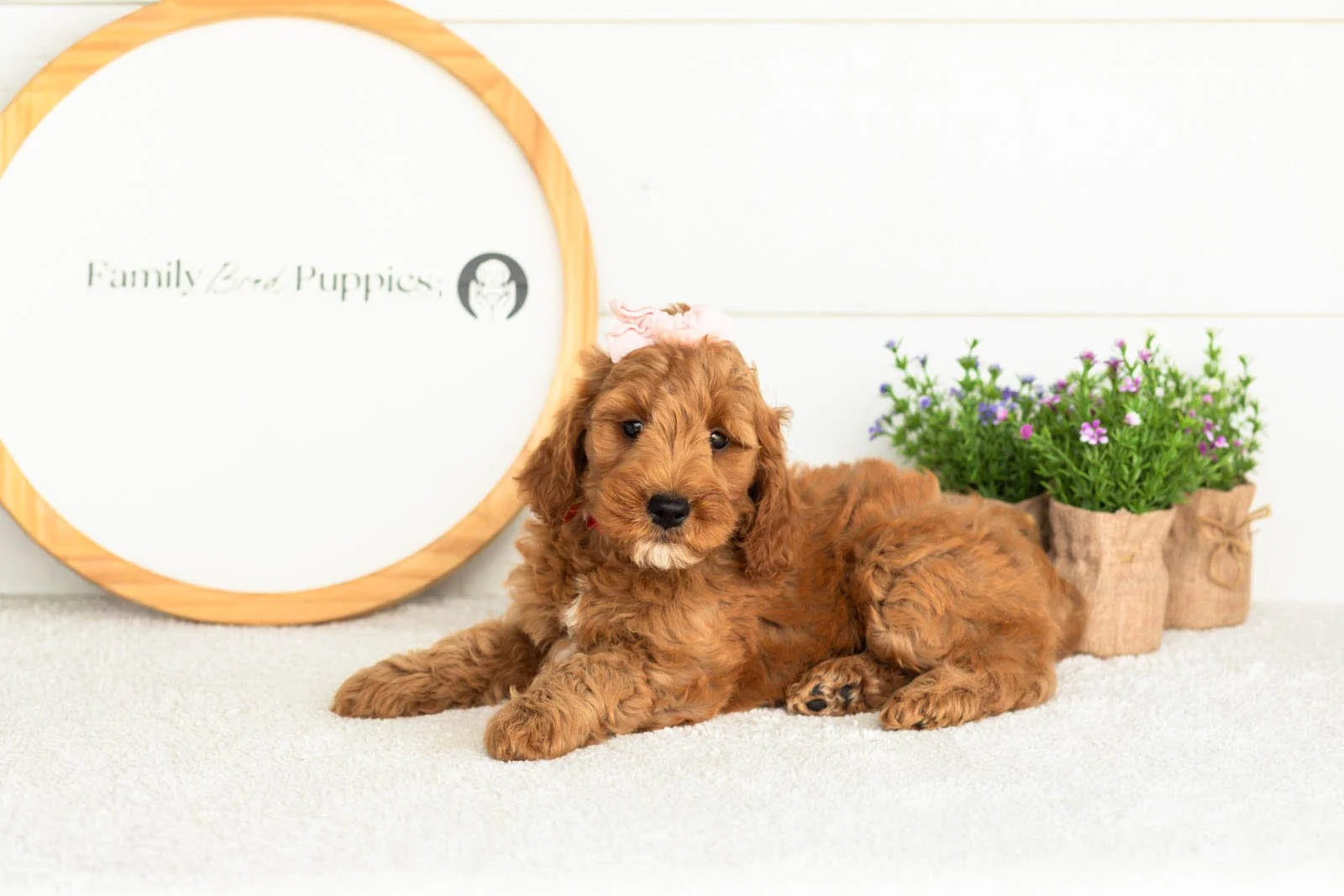 Angel goldendoodle for sale.jpg