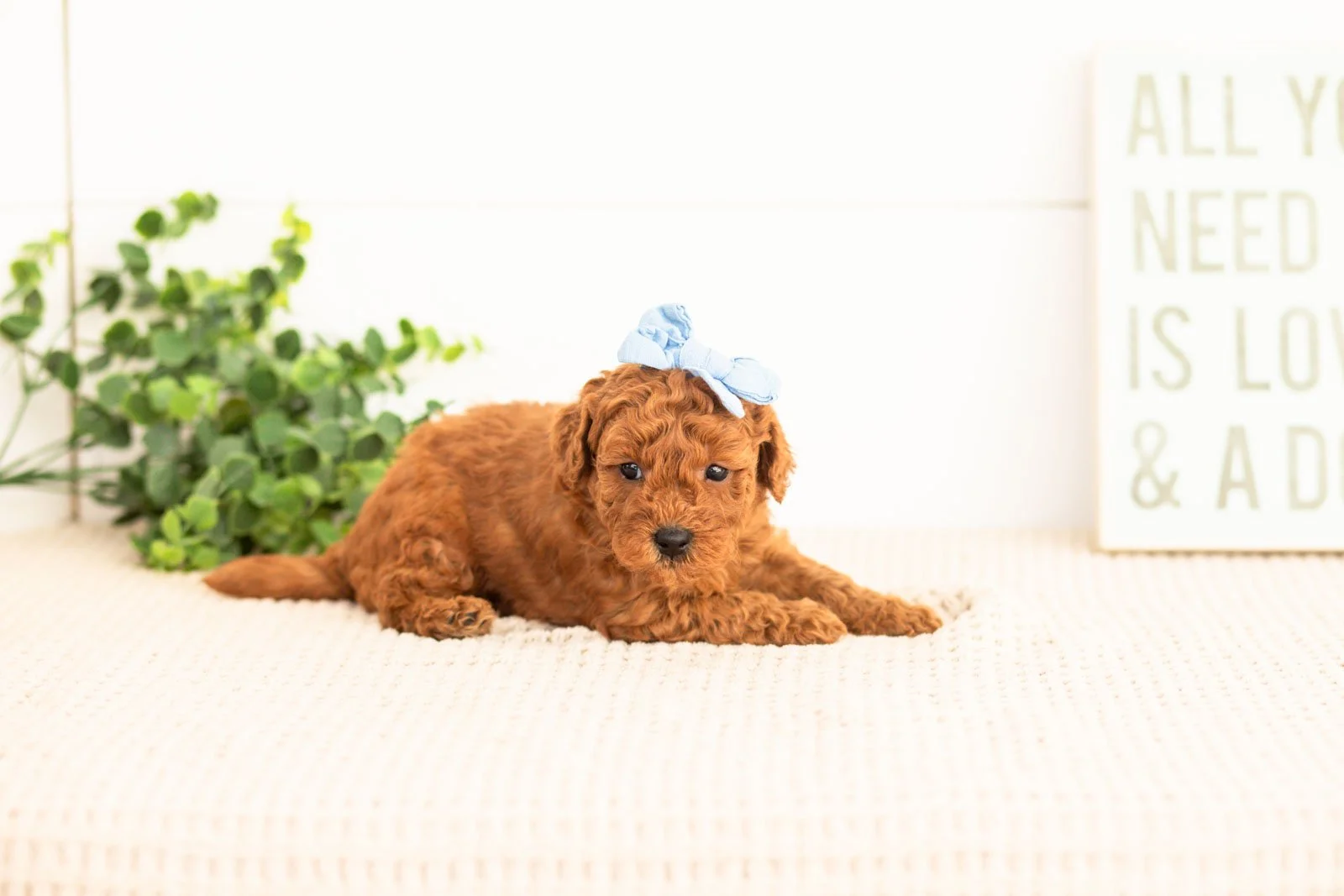Fleece goldendoodle for sale(1).jpg