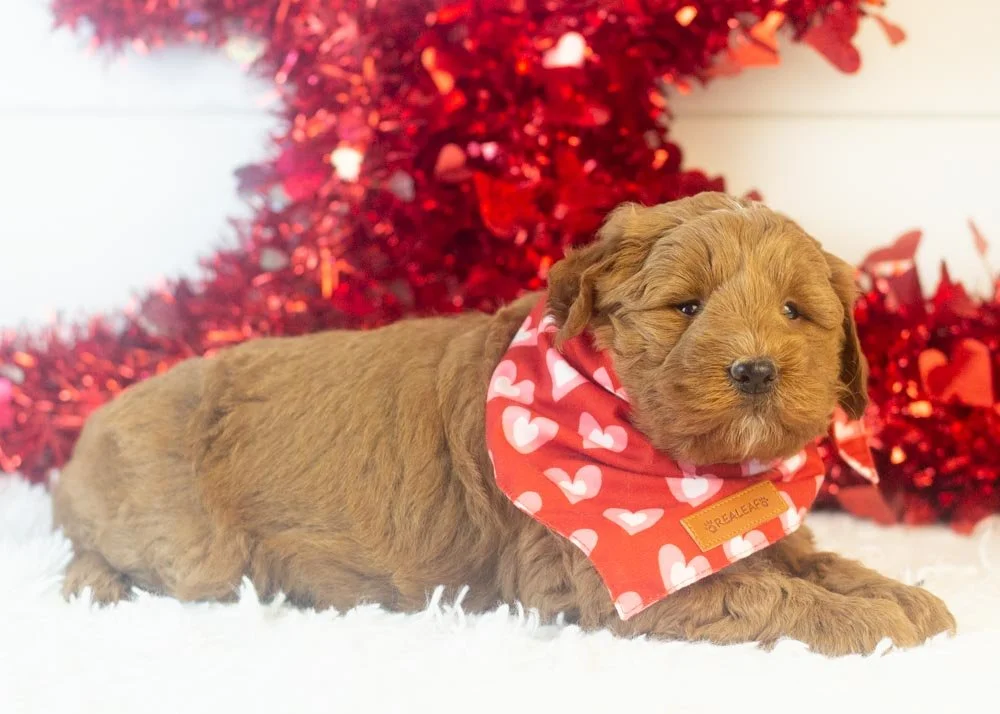 Brody goldendoodle for sale(3).jpg