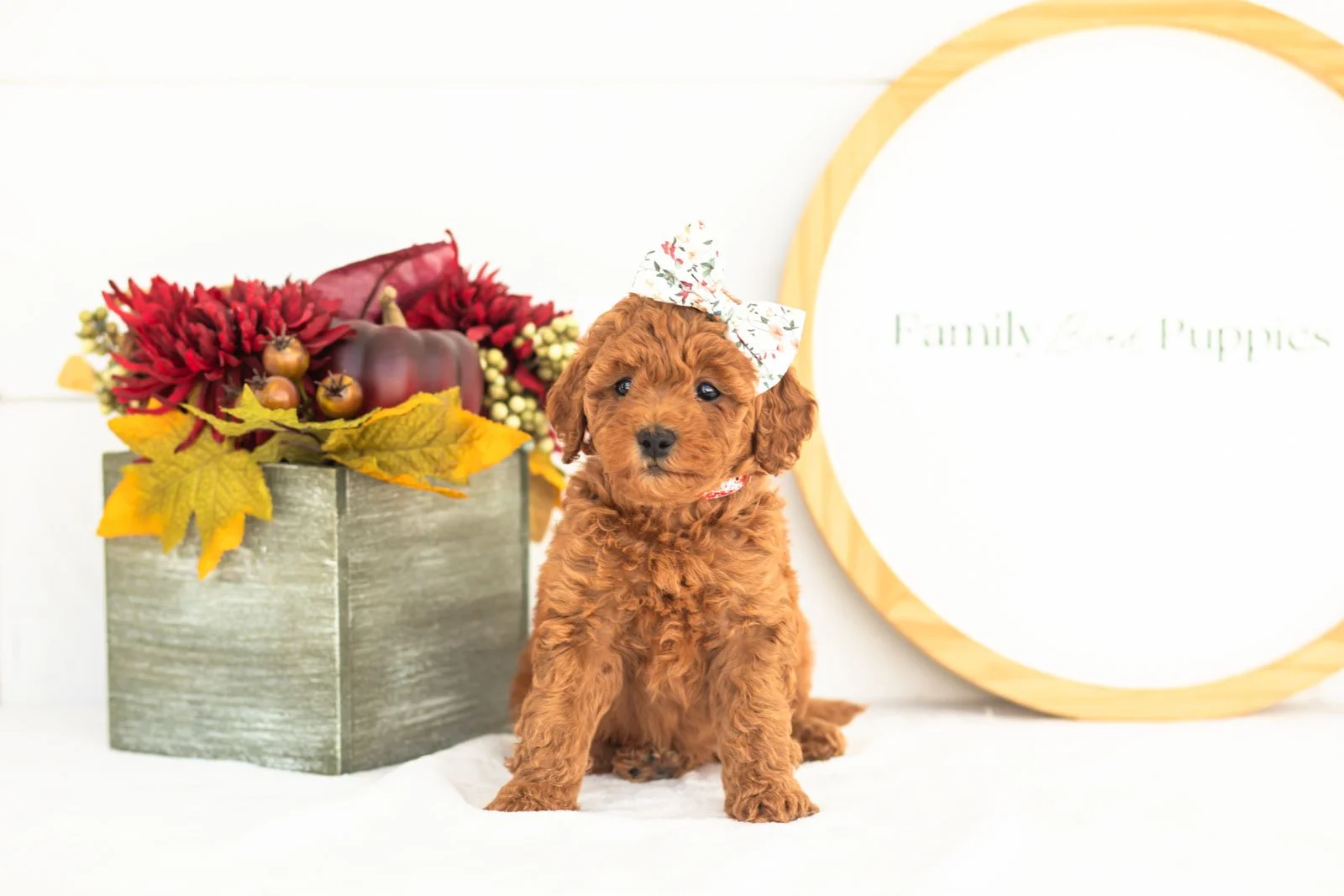Lace goldendoodle for sale(1).jpg
