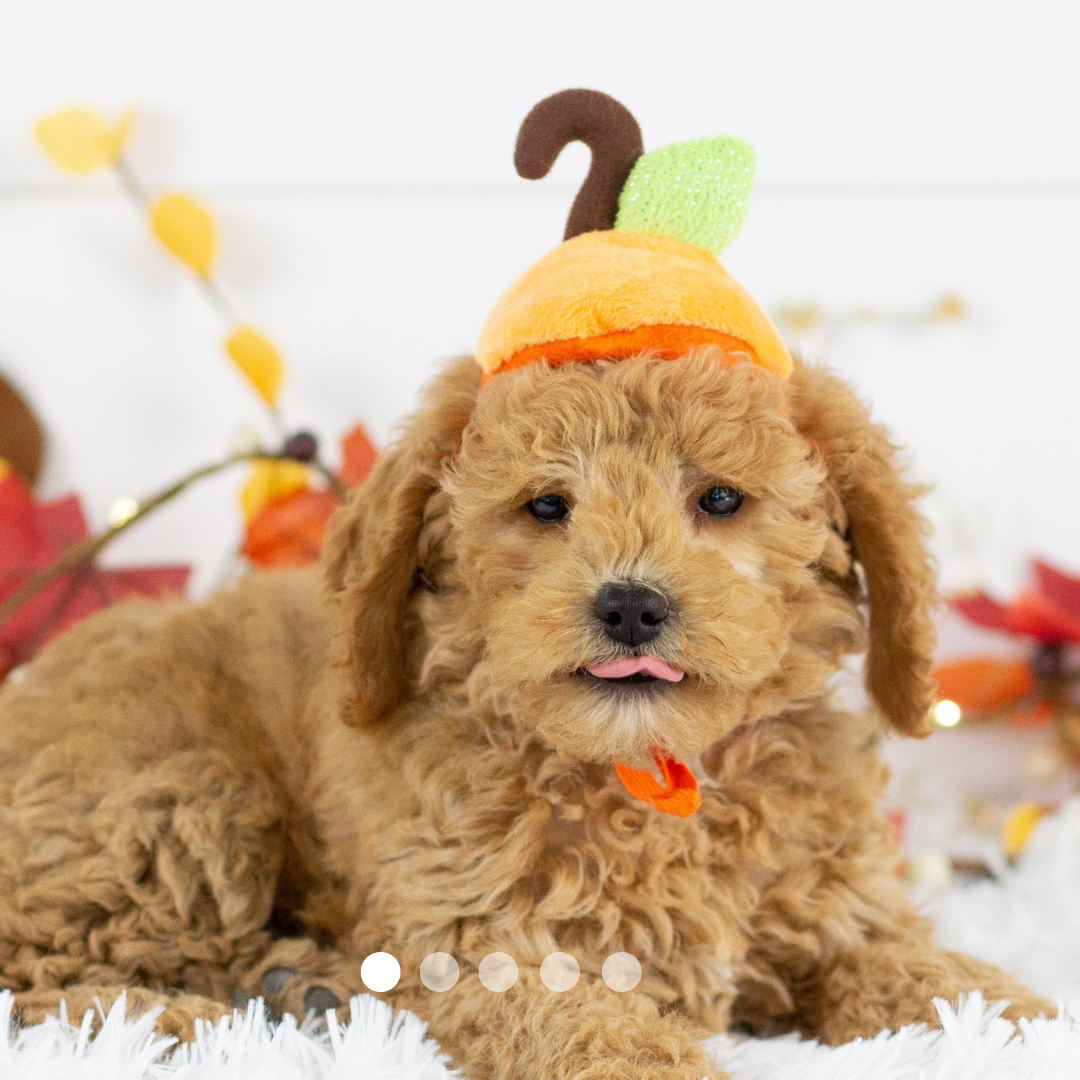 Copy of FBP Design.png