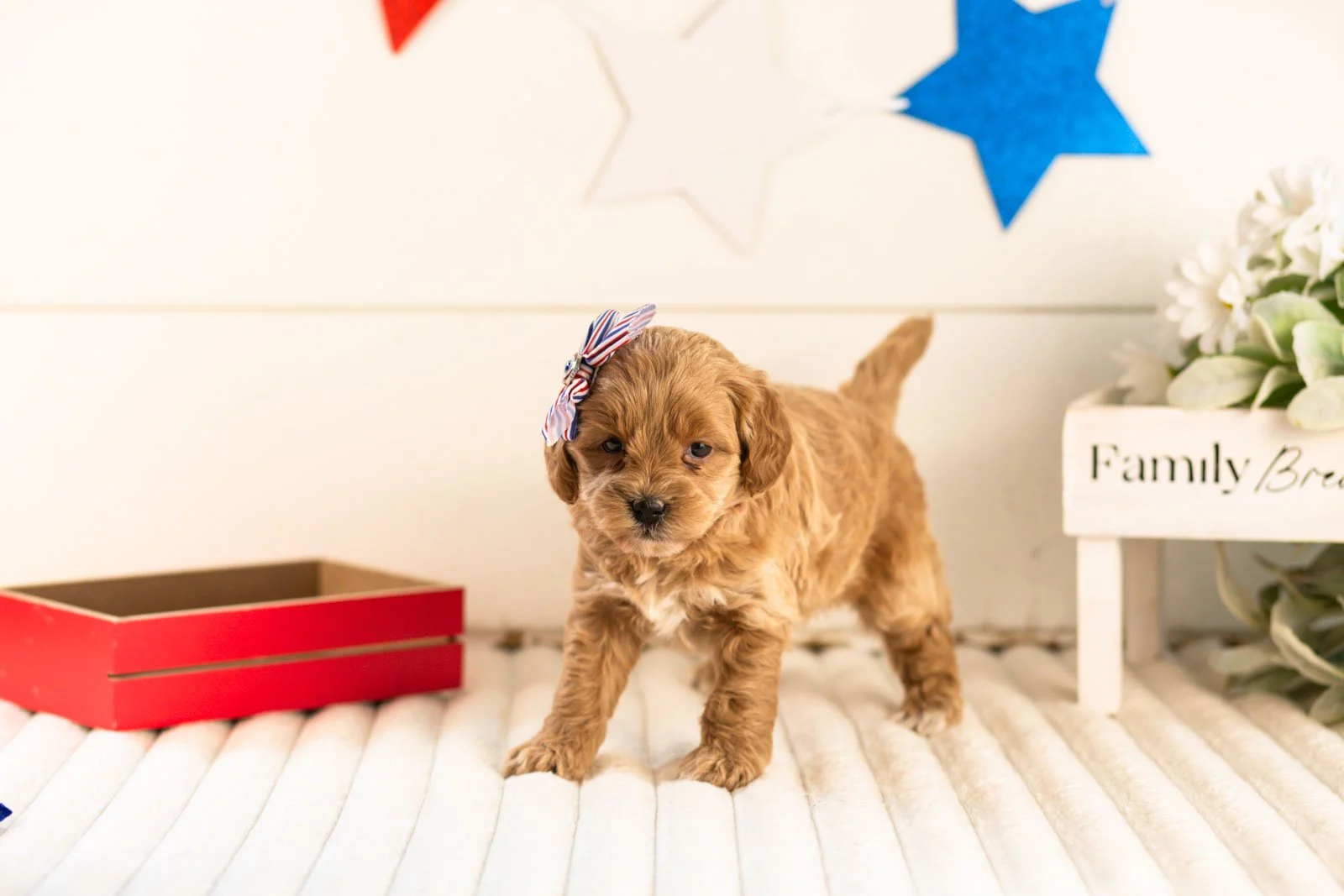 sapphire goldendoodle for sale.jpg
