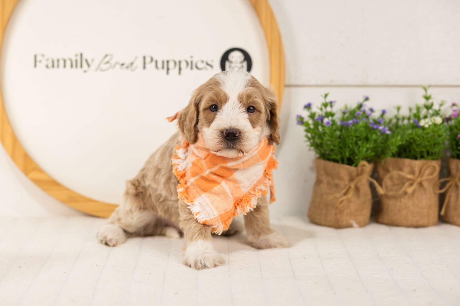 Peter goldendoodle for sale(1).jpg