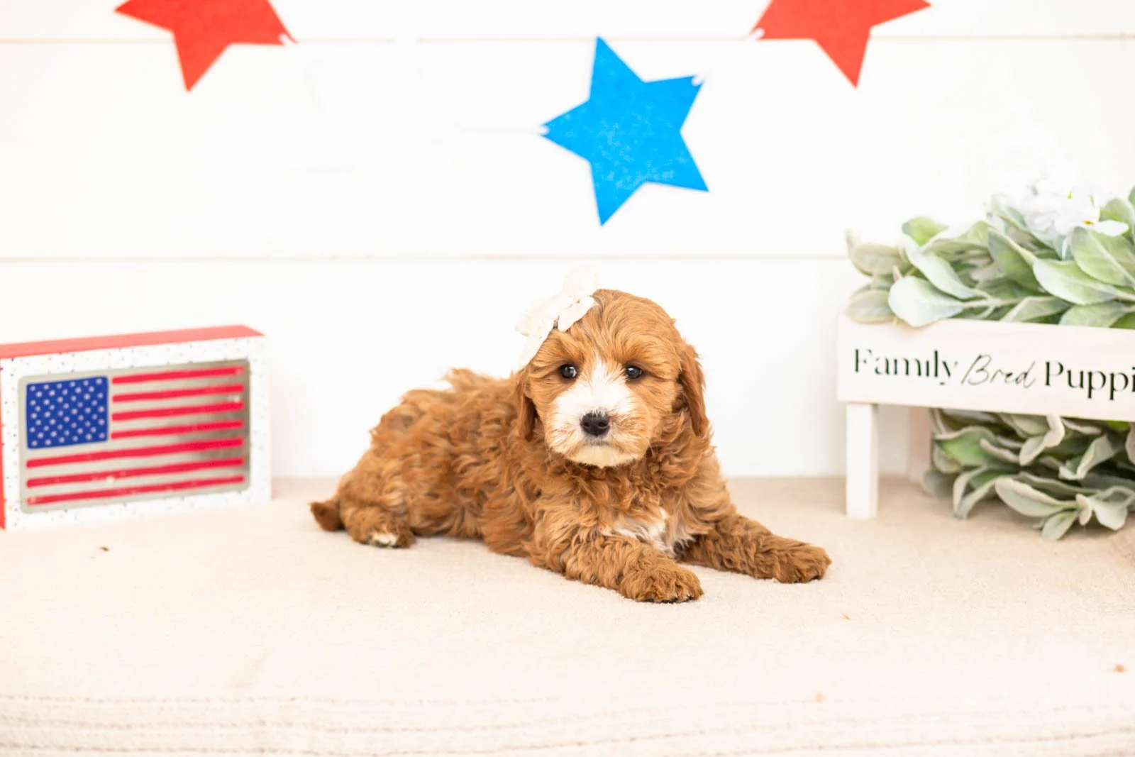 mary goldendoodle for sale.jpg