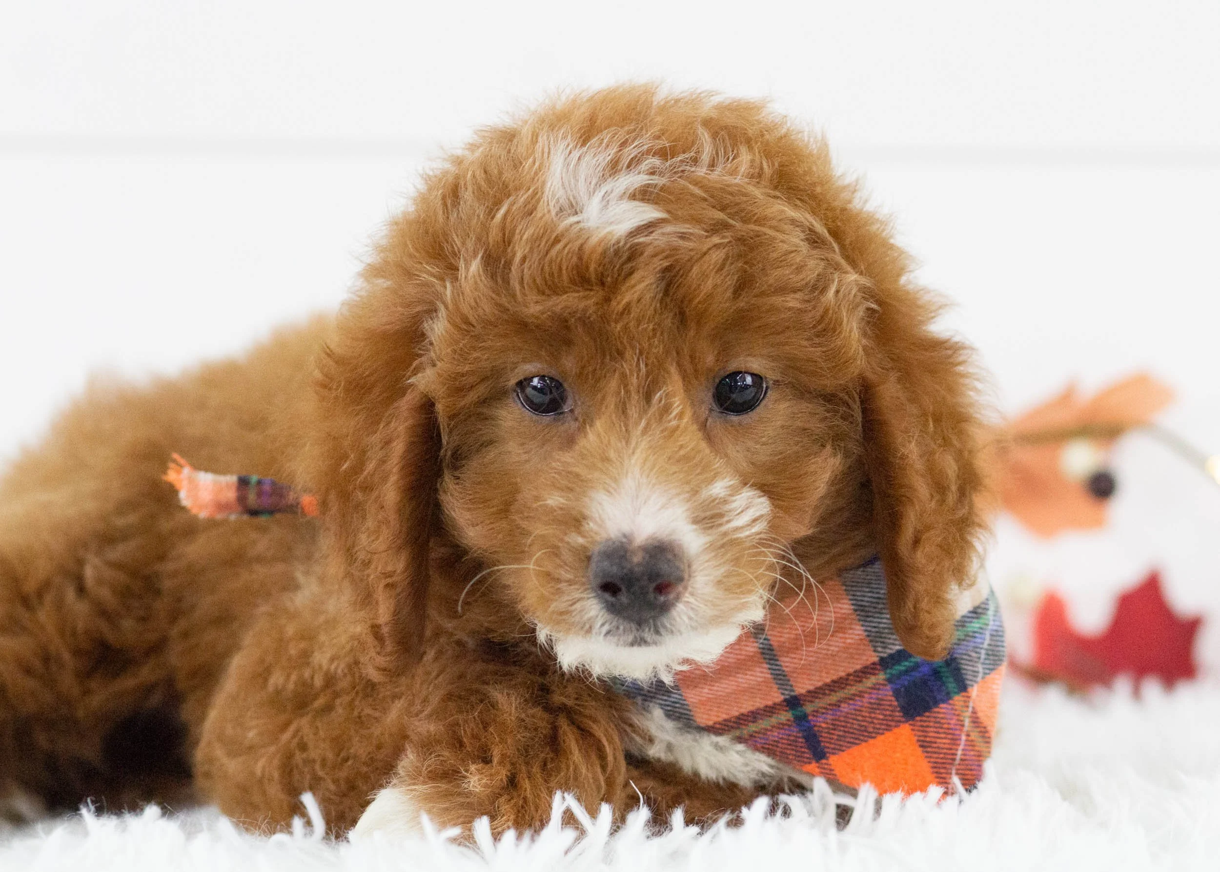 Oscar goldendoodle for salejpg(1).jpg