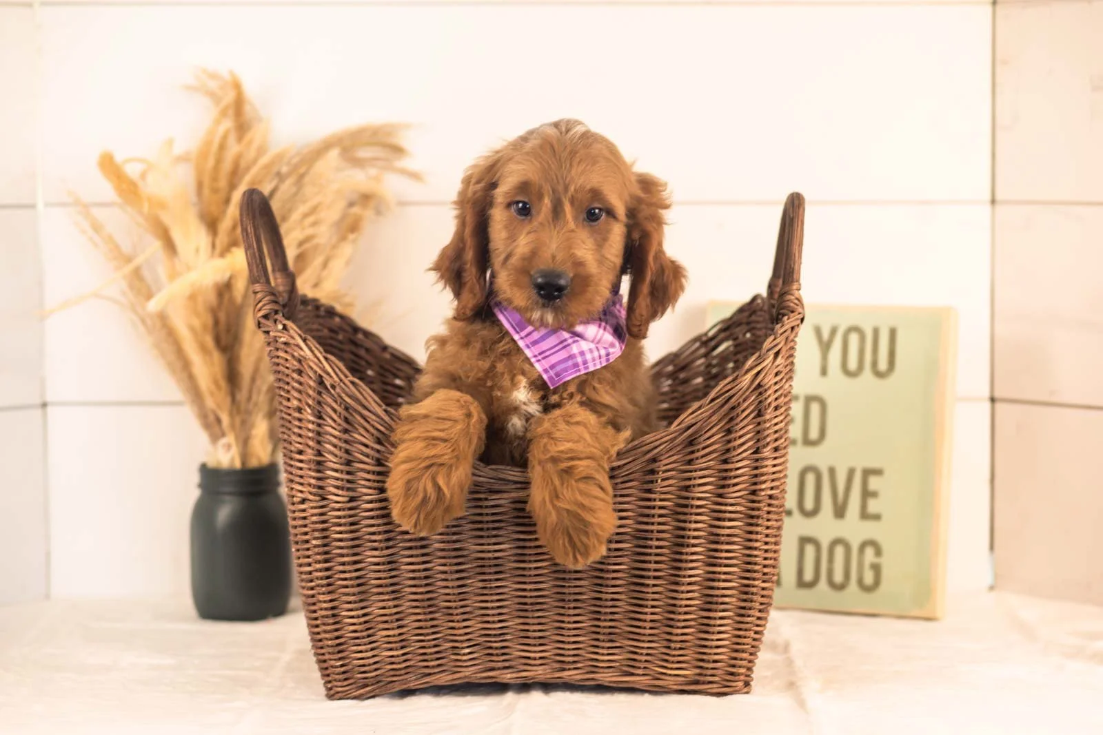 Oscar goldendoodle for sale(1).jpg
