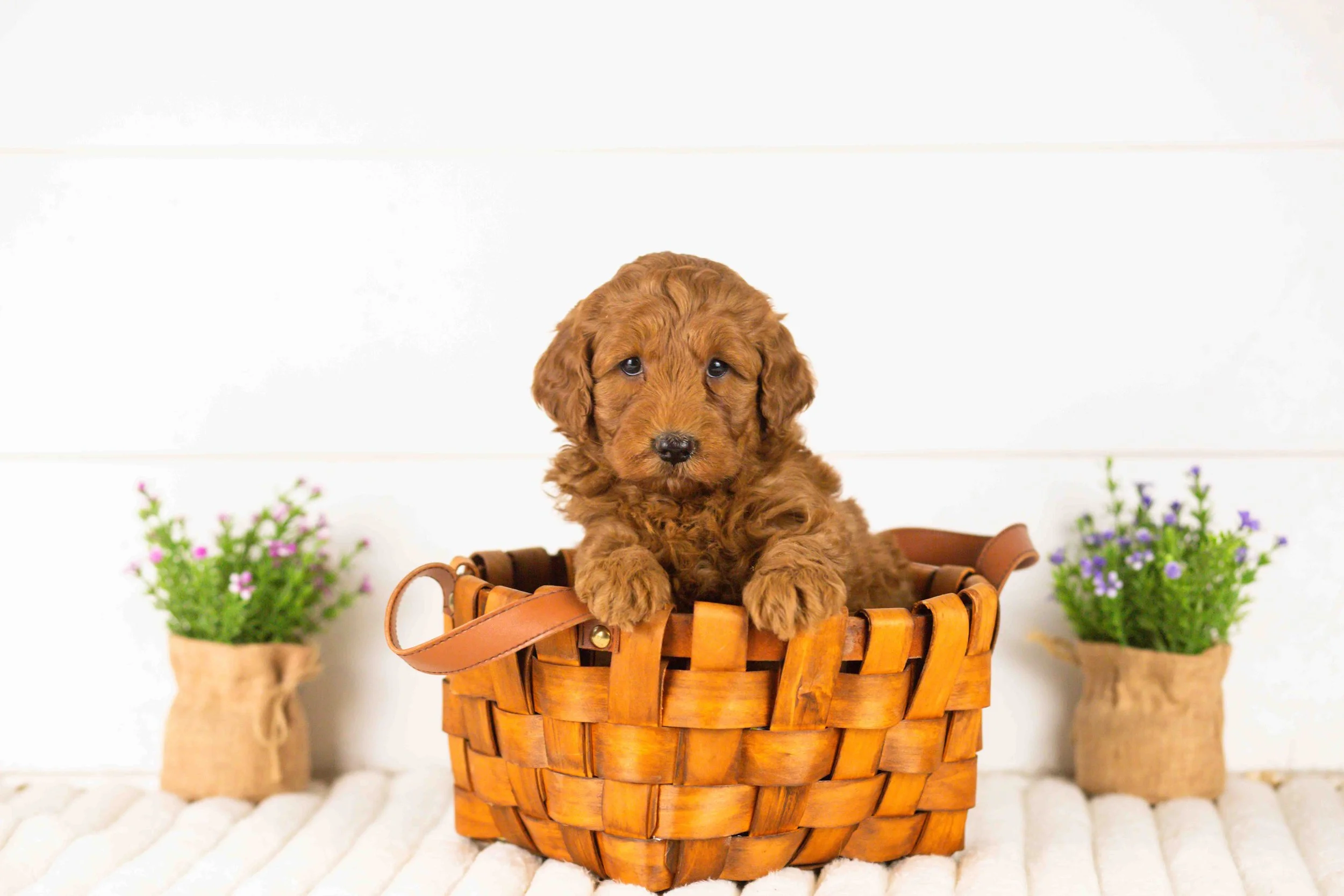goldendoodle for sale