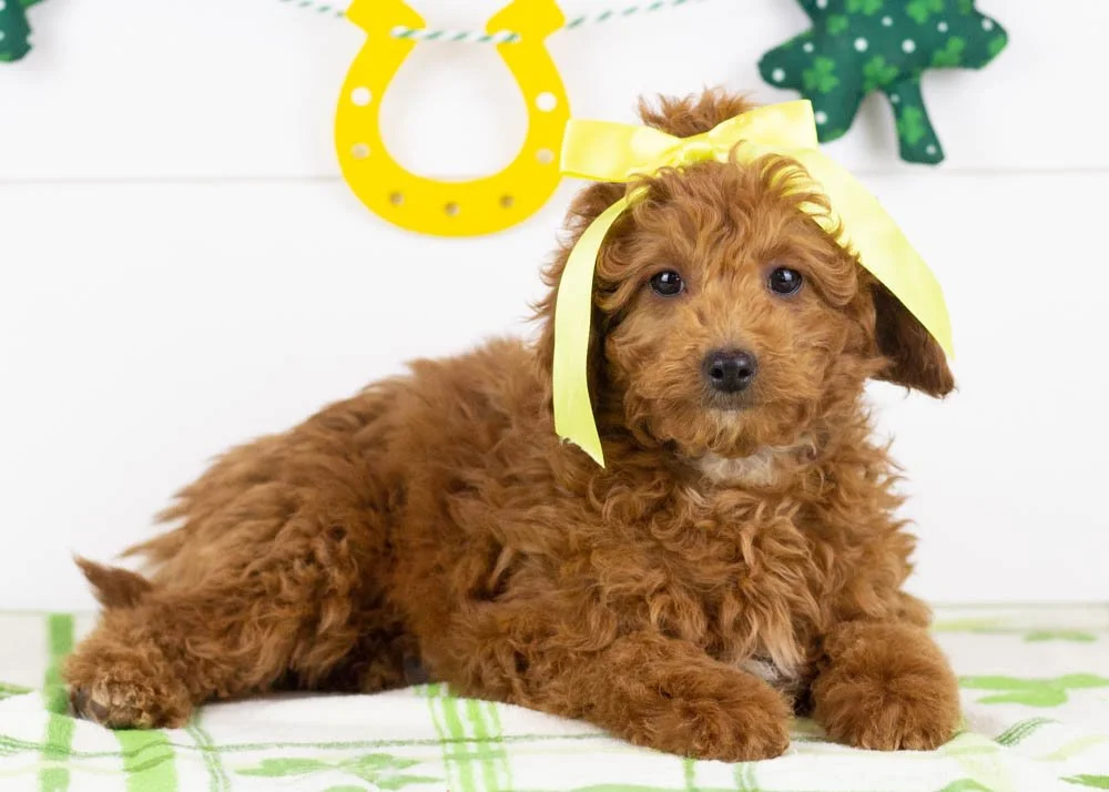 Jamie goldendoodle for sale(1).jpg