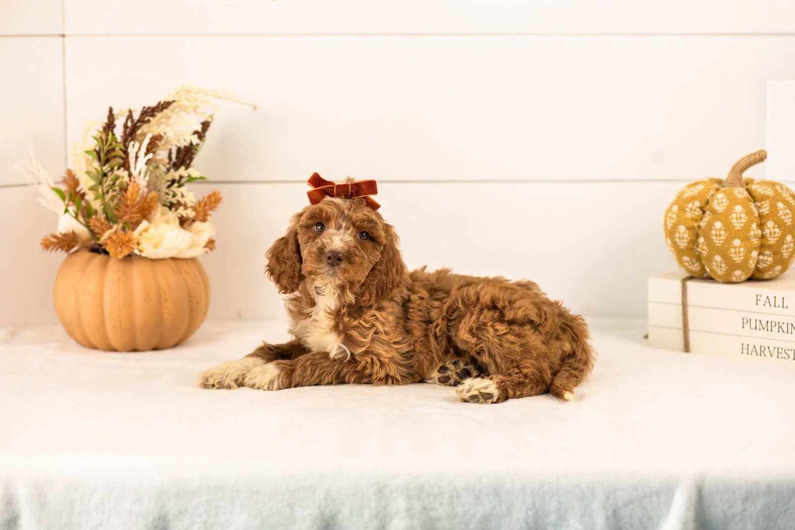 Tatra goldendoodle for sale 4.jpg