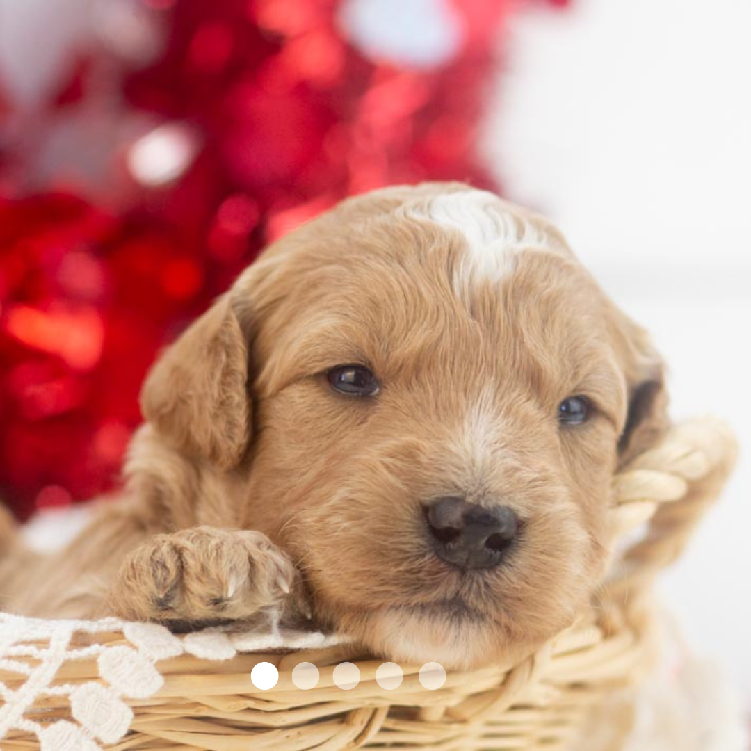 Copy of FBP Design.png