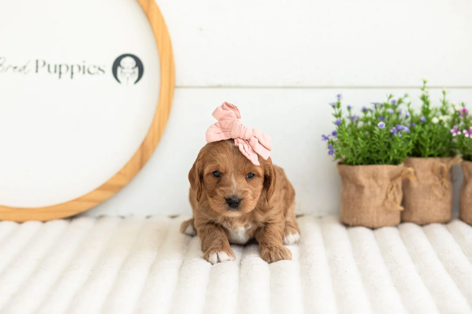 lani goldendoodle for sale(1).jpg