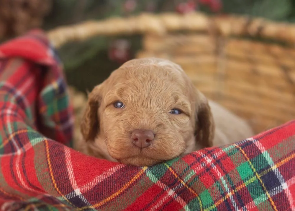 Alabama goldendoodle for sale(1).jpg