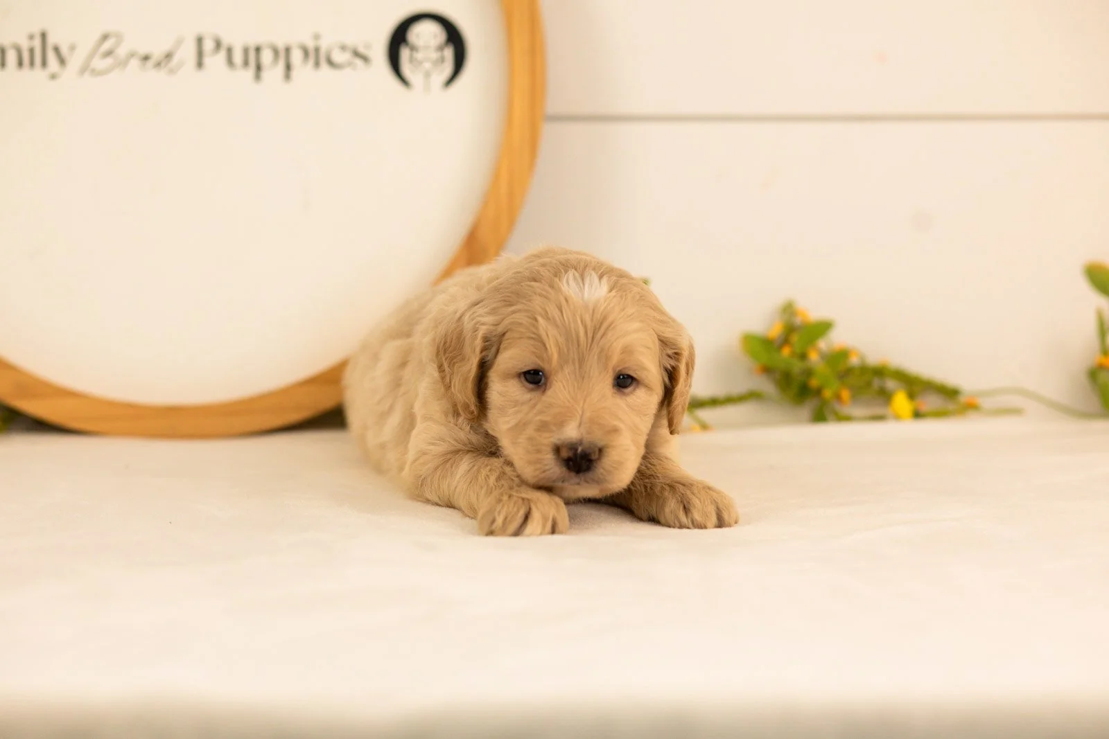 Larry goldendoodle for sale(1).jpg